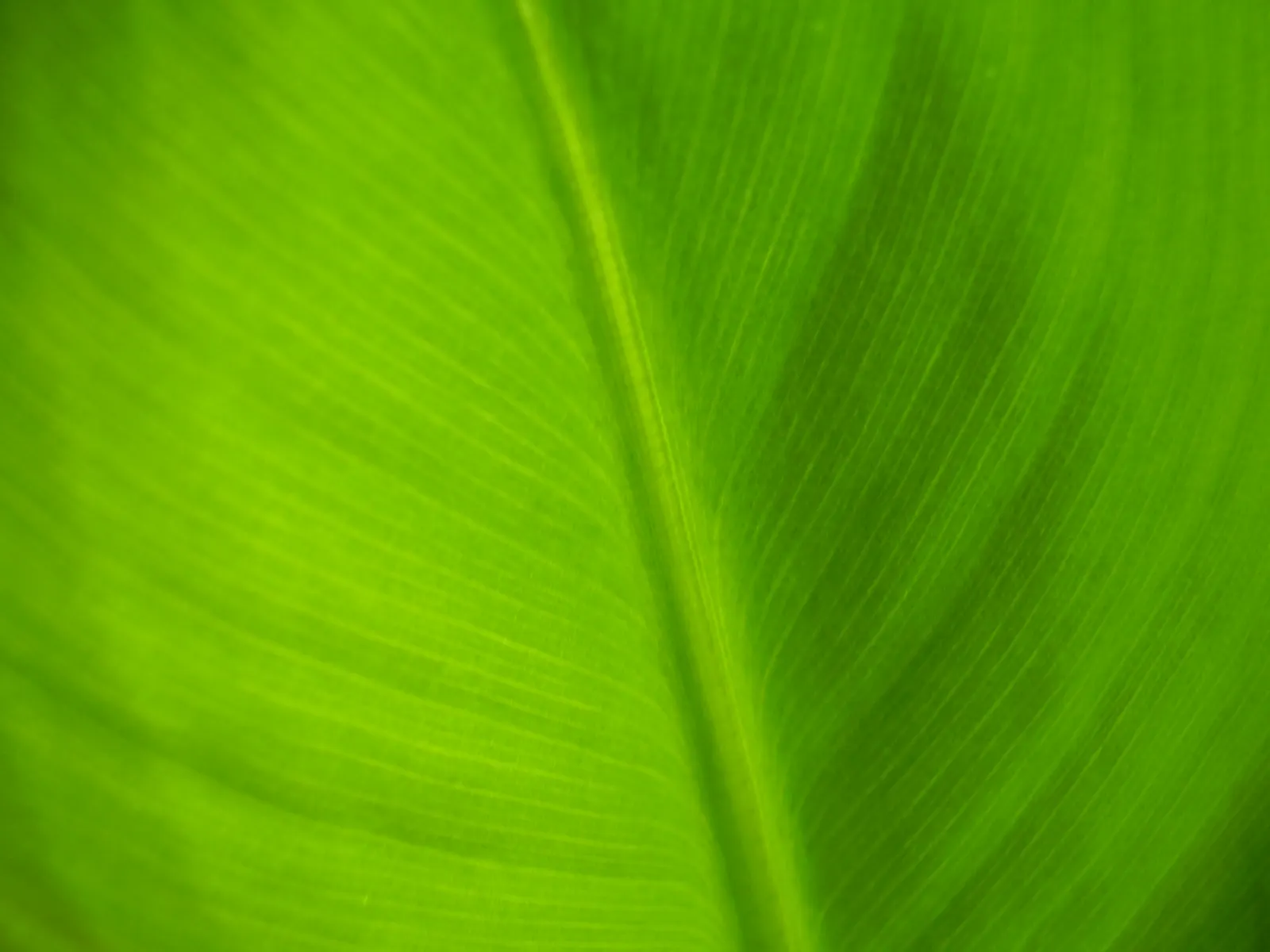 Dwarf Cavendish Banana (Musa Acuminata 'Dwarf Cavendish') — perennial for full or half; with its convenient size and appealing fruit