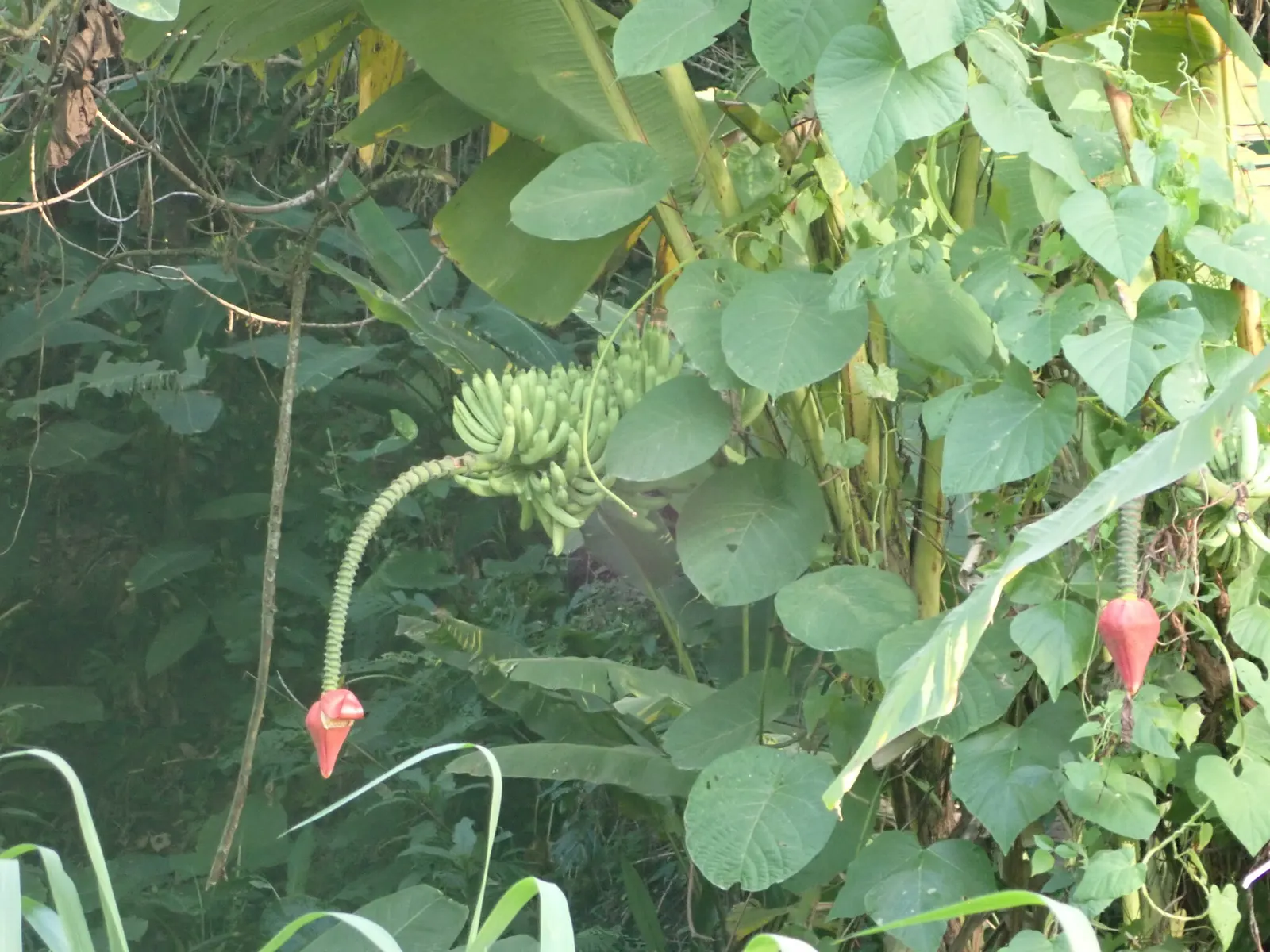 Dwarf Cavendish Banana (Musa Acuminata 'Dwarf Cavendish') — at least 6 hours of direct sun per day; this variety produces sweet, edible bananas and thrives in