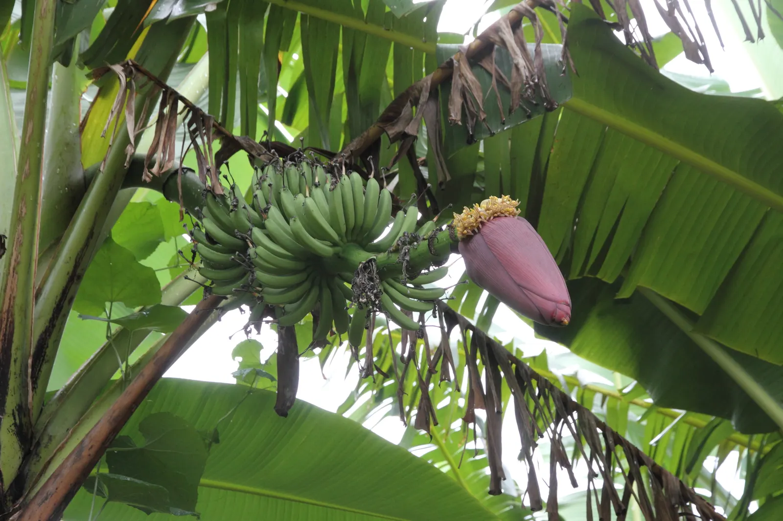 Dwarf Cavendish Banana (Musa Acuminata 'Dwarf Cavendish') — yellow flowers in the garden; tropical vibe without the height of typical banana plants