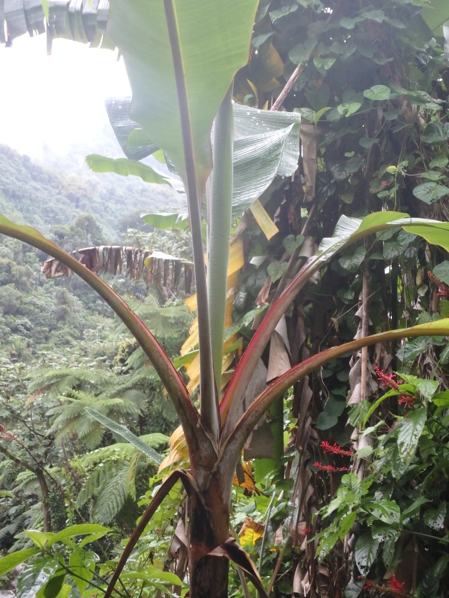 Dwarf Cavendish Banana (Musa Acuminata 'Dwarf Cavendish') — which can reach up to 20 feet.<br><br>The plant produces broad; with its convenient, image 68