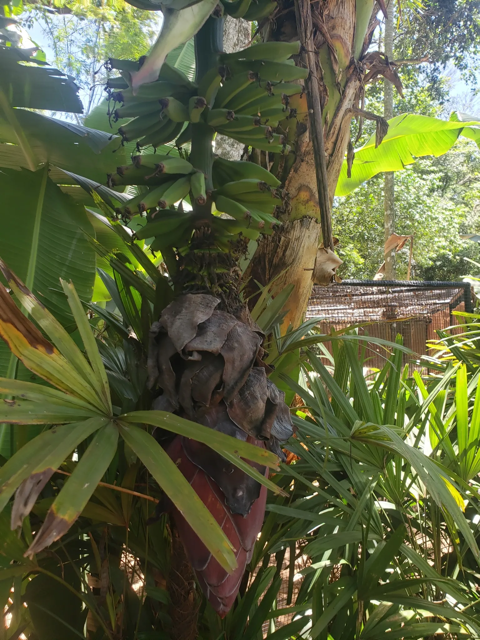 Dwarf Cavendish Banana (Musa Acuminata 'Dwarf Cavendish') — purple flower spike that gradually unfurls yellow flowers; with its convenient size and, image 72