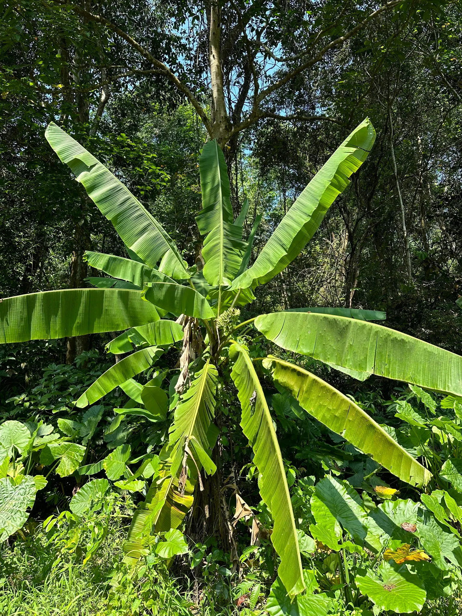 Dwarf Cavendish Banana (Musa Acuminata 'Dwarf Cavendish') — this banana variety is well-suited for smaller gardens or as a container-grown, image 66