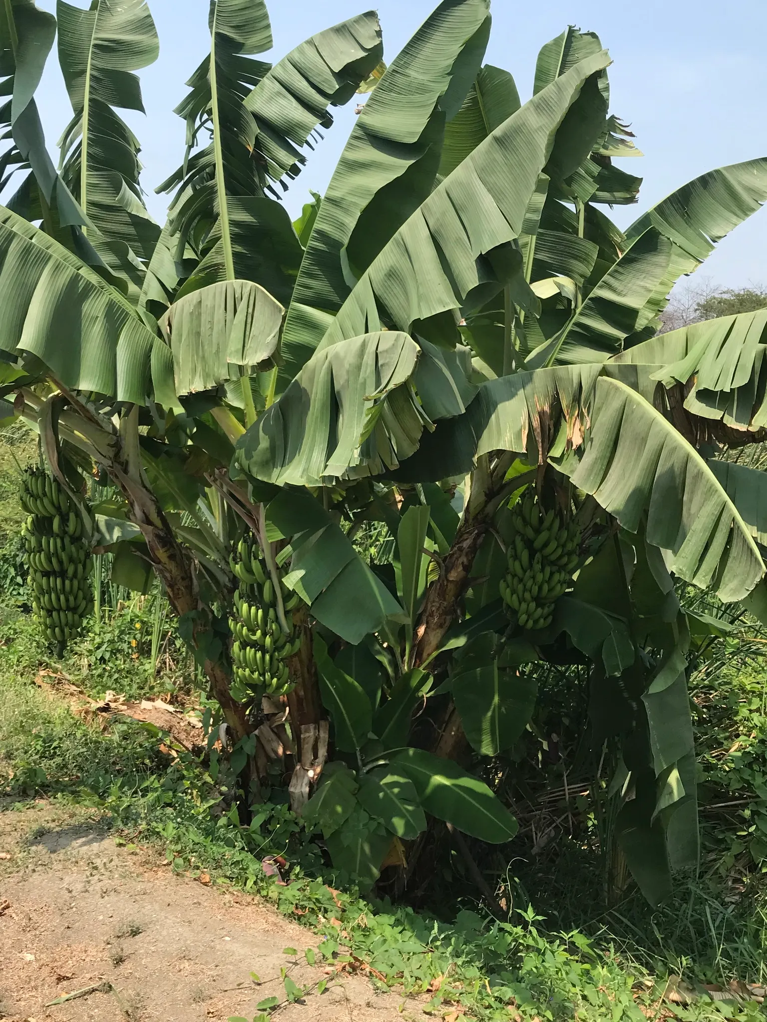 Dwarf Cavendish Banana (Musa Acuminata 'Dwarf Cavendish') — Regular watering and fertilization are key for optimal growth; tropical vibe without, image 90