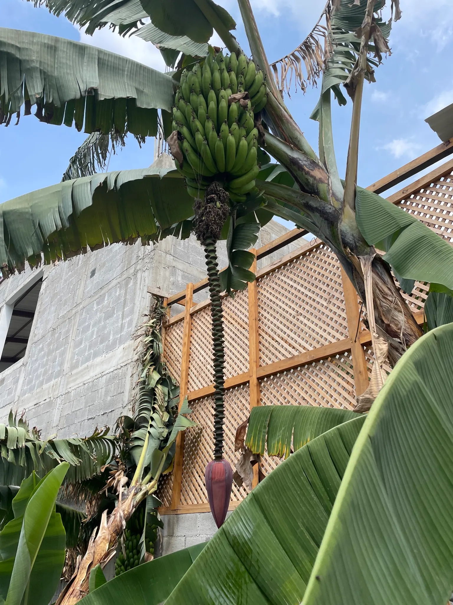 Dwarf Cavendish Banana (Musa Acuminata 'Dwarf Cavendish') — tropical vibe without the height of typical banana plants