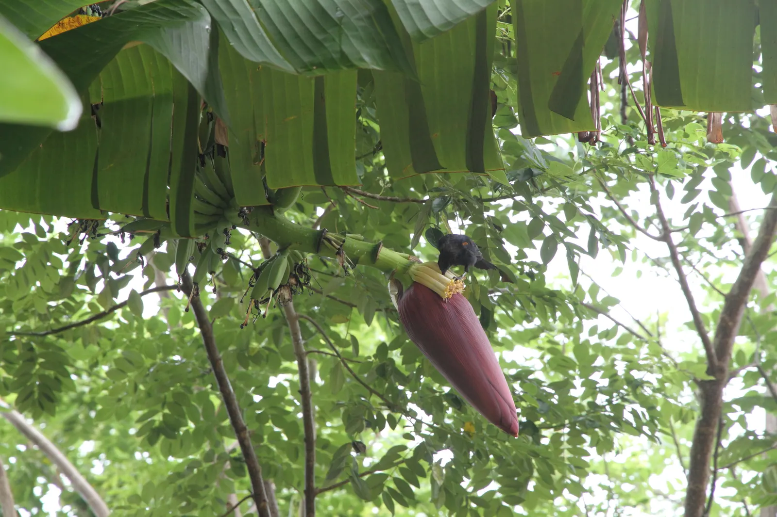 Dwarf Cavendish Banana (Musa Acuminata 'Dwarf Cavendish') — It's ideal for small gardens, featuring lush green leaves that can span up to 4 feet in, image 59