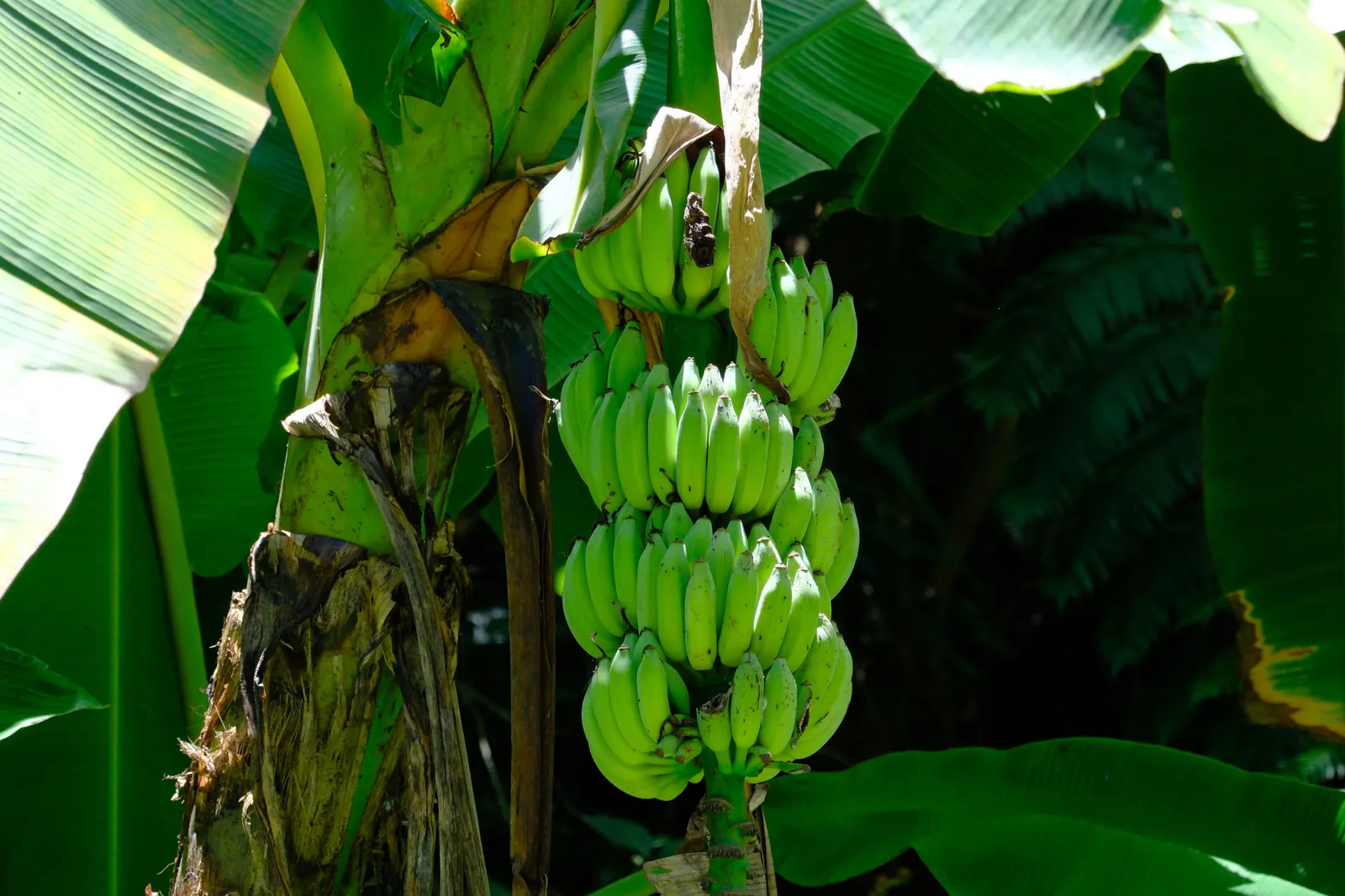 Dwarf Cavendish Banana (Musa Acuminata 'Dwarf Cavendish') — paddle-shaped leaves that are a vibrant green and can grow up to 3 feet in length