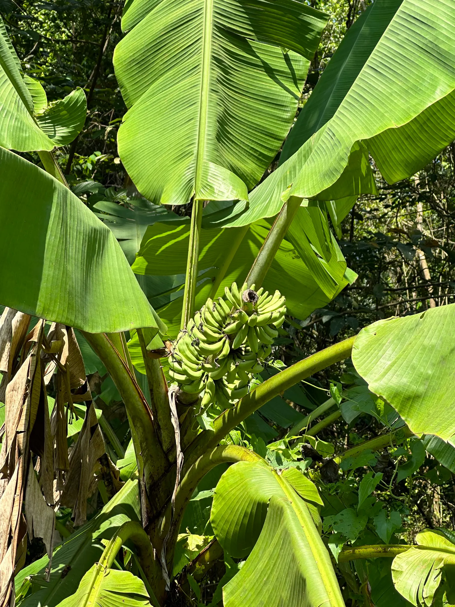 Dwarf Cavendish Banana (Musa Acuminata 'Dwarf Cavendish') — although smaller than commercial bananas; this variety produces sweet, edible bananas, image 73