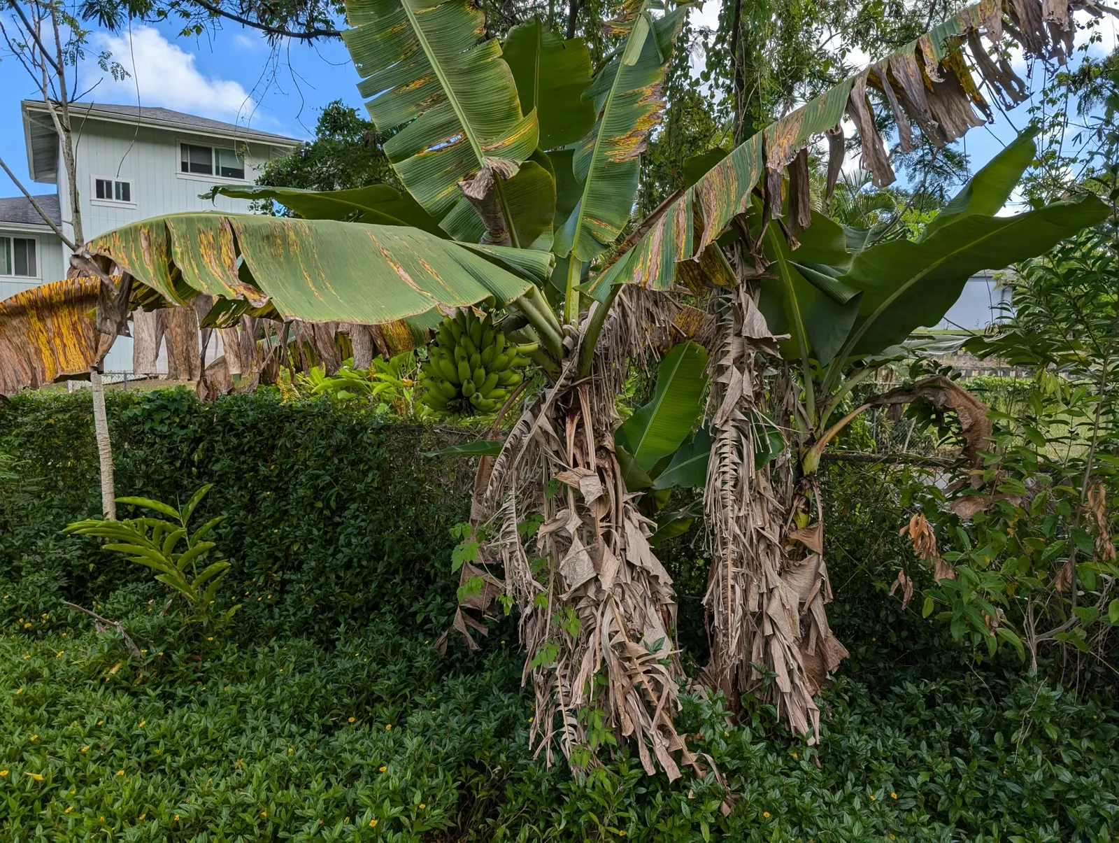 Dwarf Cavendish Banana (Musa Acuminata 'Dwarf Cavendish') — paddle-shaped leaves that are a vibrant green and can grow up to 3 feet in length; this, image 69