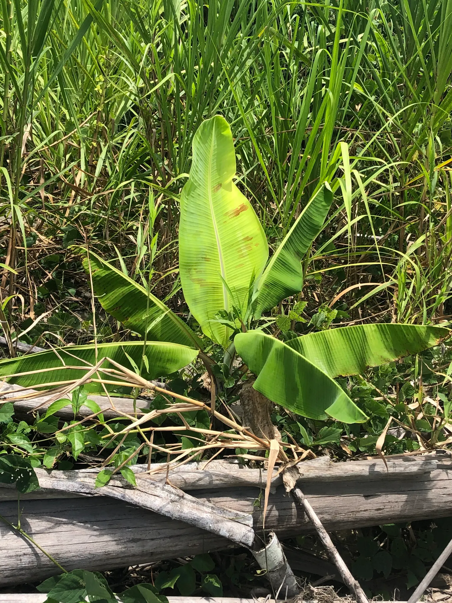 Dwarf Cavendish Banana (Musa Acuminata 'Dwarf Cavendish') — The Dwarf Cavendish Banana (Musa acuminata 'Dwarf Cavendish') is an ornamental cultivar, image 91