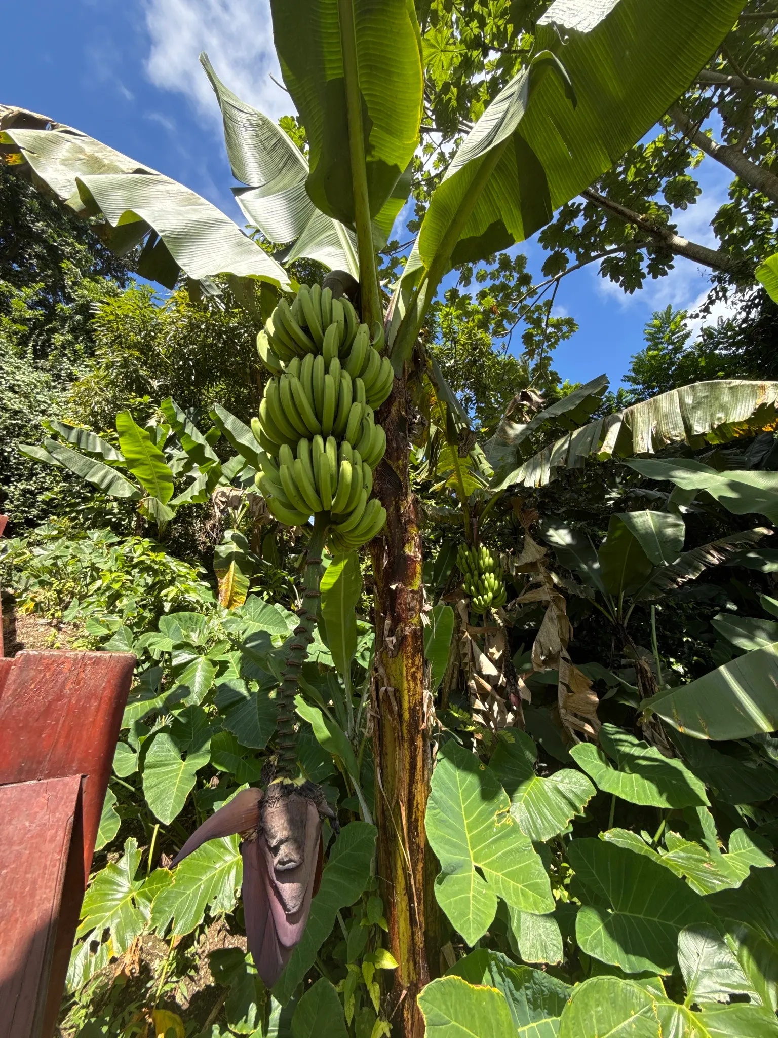 Dwarf Cavendish Banana (Musa Acuminata 'Dwarf Cavendish') — Regular watering and fertilization are key for optimal growth
