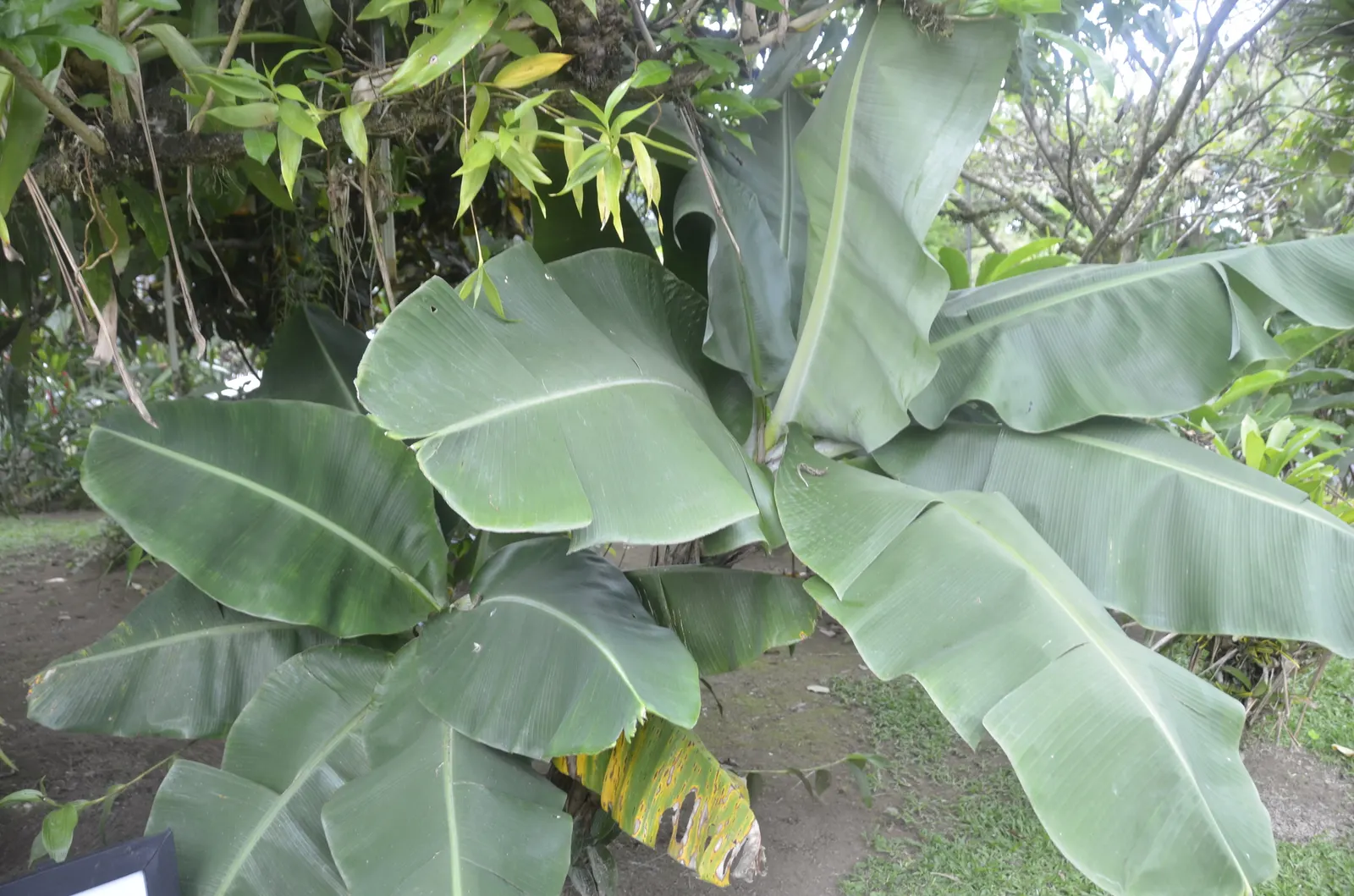 Dwarf Cavendish Banana (Musa Acuminata 'Dwarf Cavendish') — The Dwarf Cavendish Banana (Musa acuminata 'Dwarf Cavendish') is a compact tropical plant