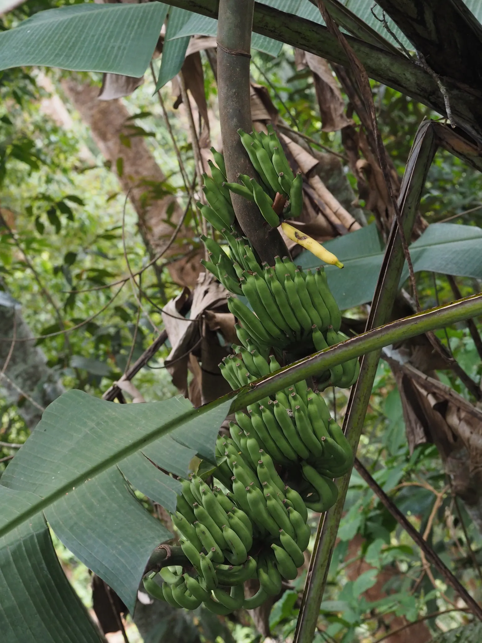 Dwarf Cavendish Banana (Musa Acuminata 'Dwarf Cavendish') — With a mature height ranging from 6 to 8 feet and a spread of 2 to 4 feet