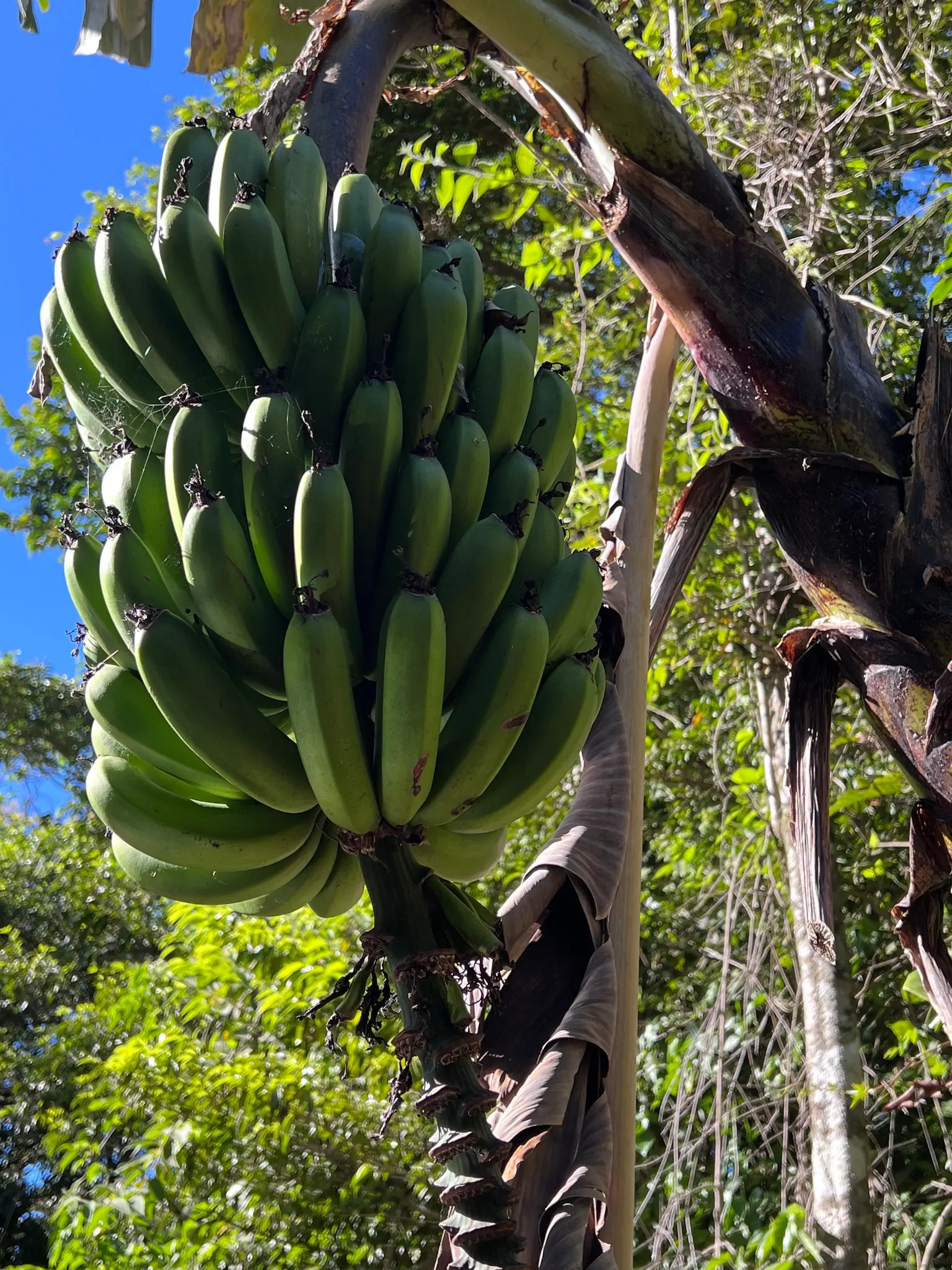 Dwarf Cavendish Banana (Musa Acuminata 'Dwarf Cavendish') — reaching 6-10 feet in height; tropical vibe without the height of typical banana plants, image 58