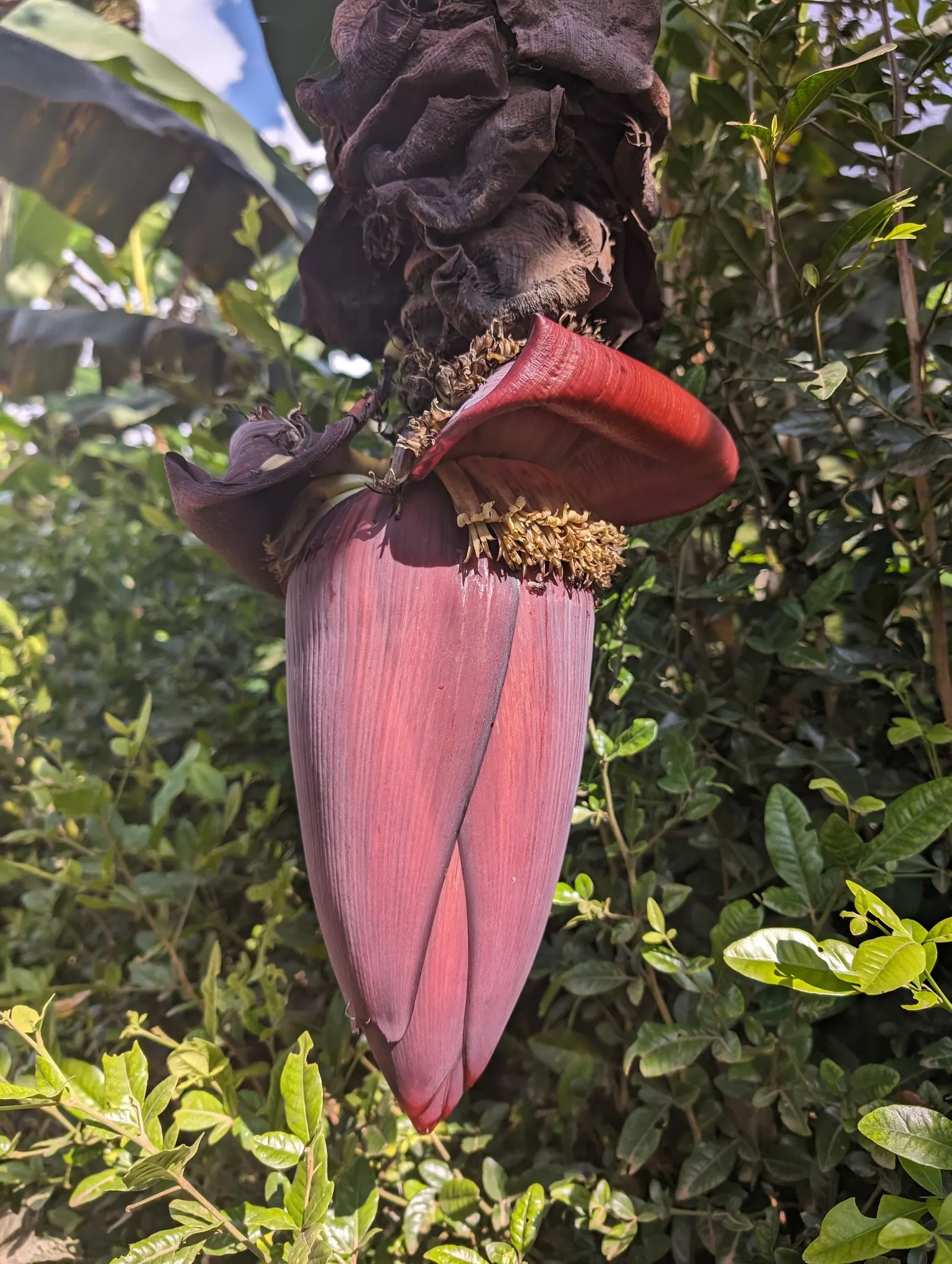 Dwarf Cavendish Banana (Musa Acuminata 'Dwarf Cavendish') — This compact perennial is a tropical plant and is hardy in the USDA hardiness zones 9, image 92
