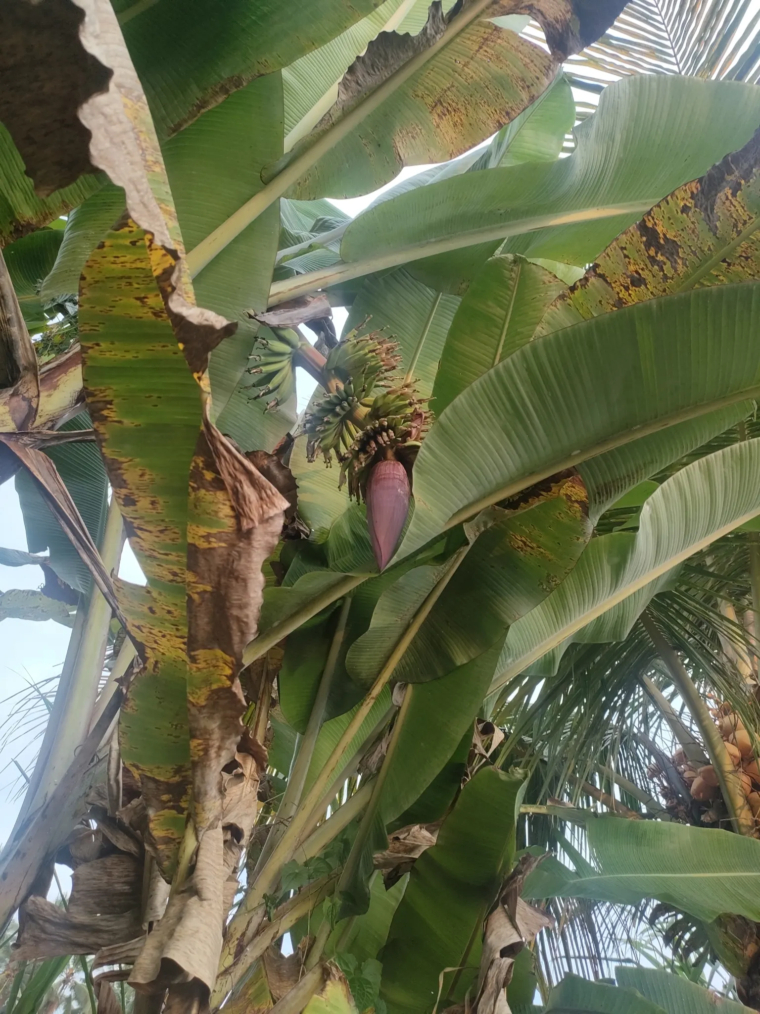 Dwarf Cavendish Banana (Musa Acuminata 'Dwarf Cavendish') — It's ideal for small gardens, featuring lush green leaves that can span up to 4 feet in, image 87