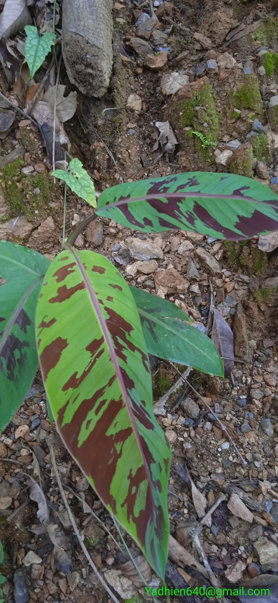 Dwarf Cavendish Banana (Musa Acuminata 'Dwarf Cavendish') — This variety produces sweet, edible bananas and thrives in full sun with well-draining, image 88