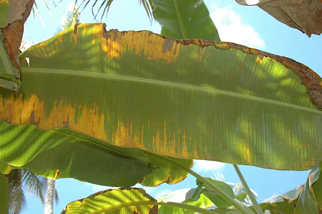 Dwarf Cavendish Banana (Musa Acuminata 'Dwarf Cavendish') — this banana variety is well-suited for smaller gardens or as a container-grown, image 94