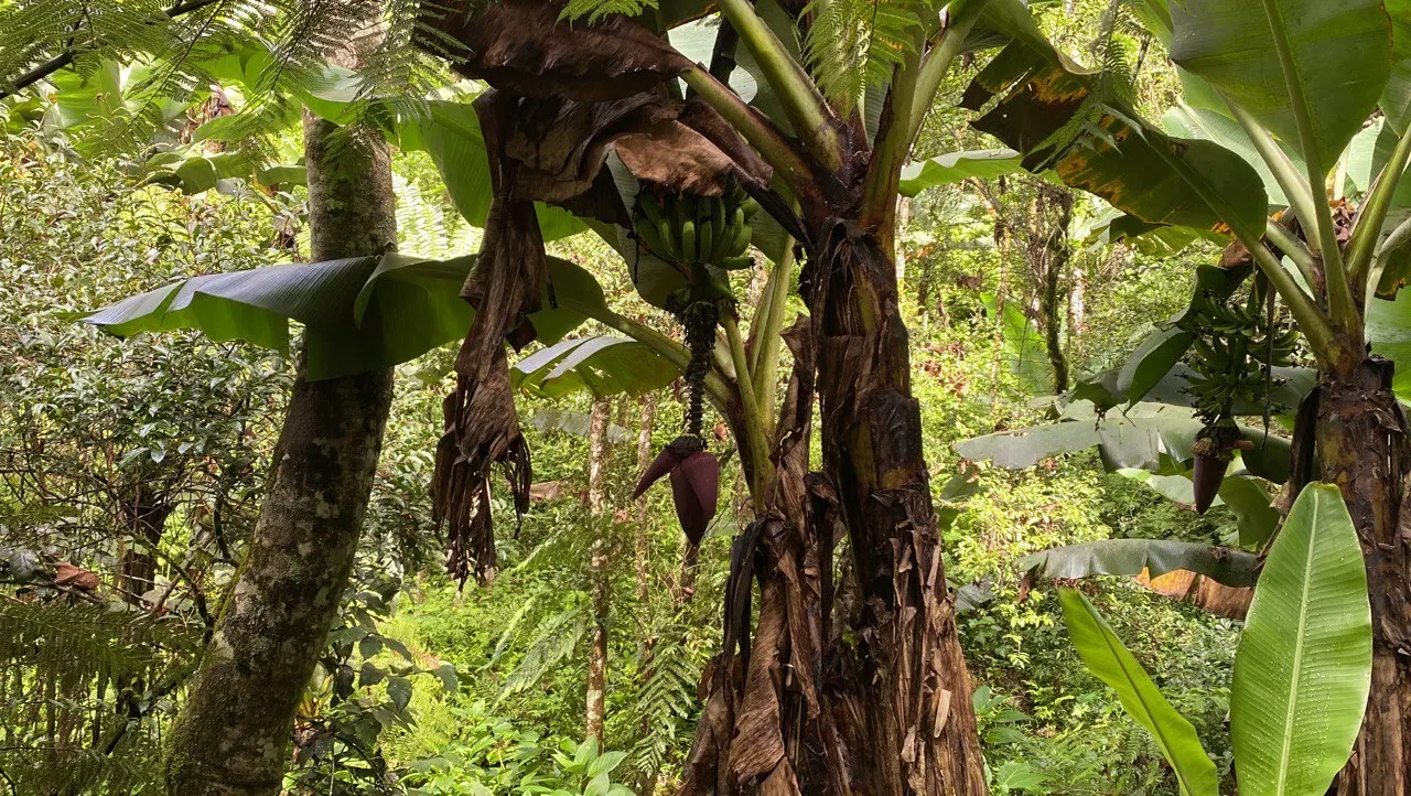 Dwarf Cavendish Banana (Musa Acuminata 'Dwarf Cavendish') — With its convenient size and appealing fruit; this variety produces sweet, edible bananas and