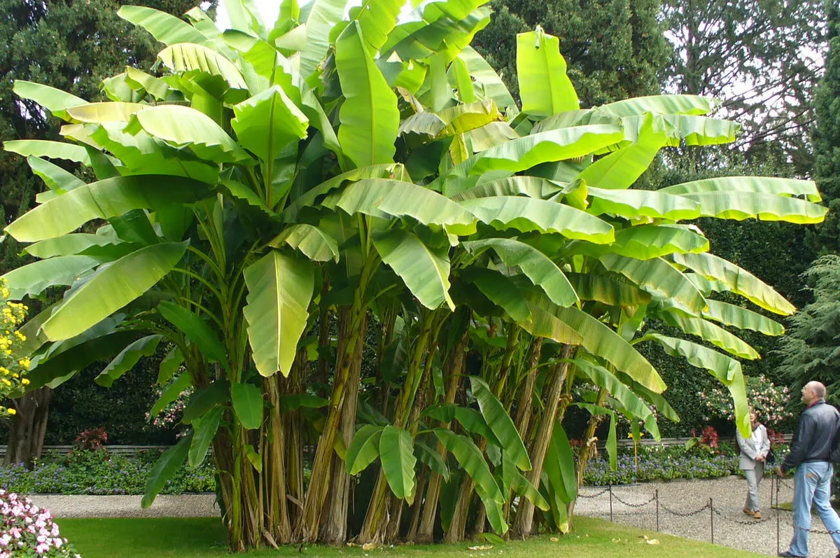 Dwarf Cavendish Banana (Musa Acuminata 'Dwarf Cavendish') — paddle-shaped leaves that are a vibrant green and can grow up to 3 feet in length; this, image 97