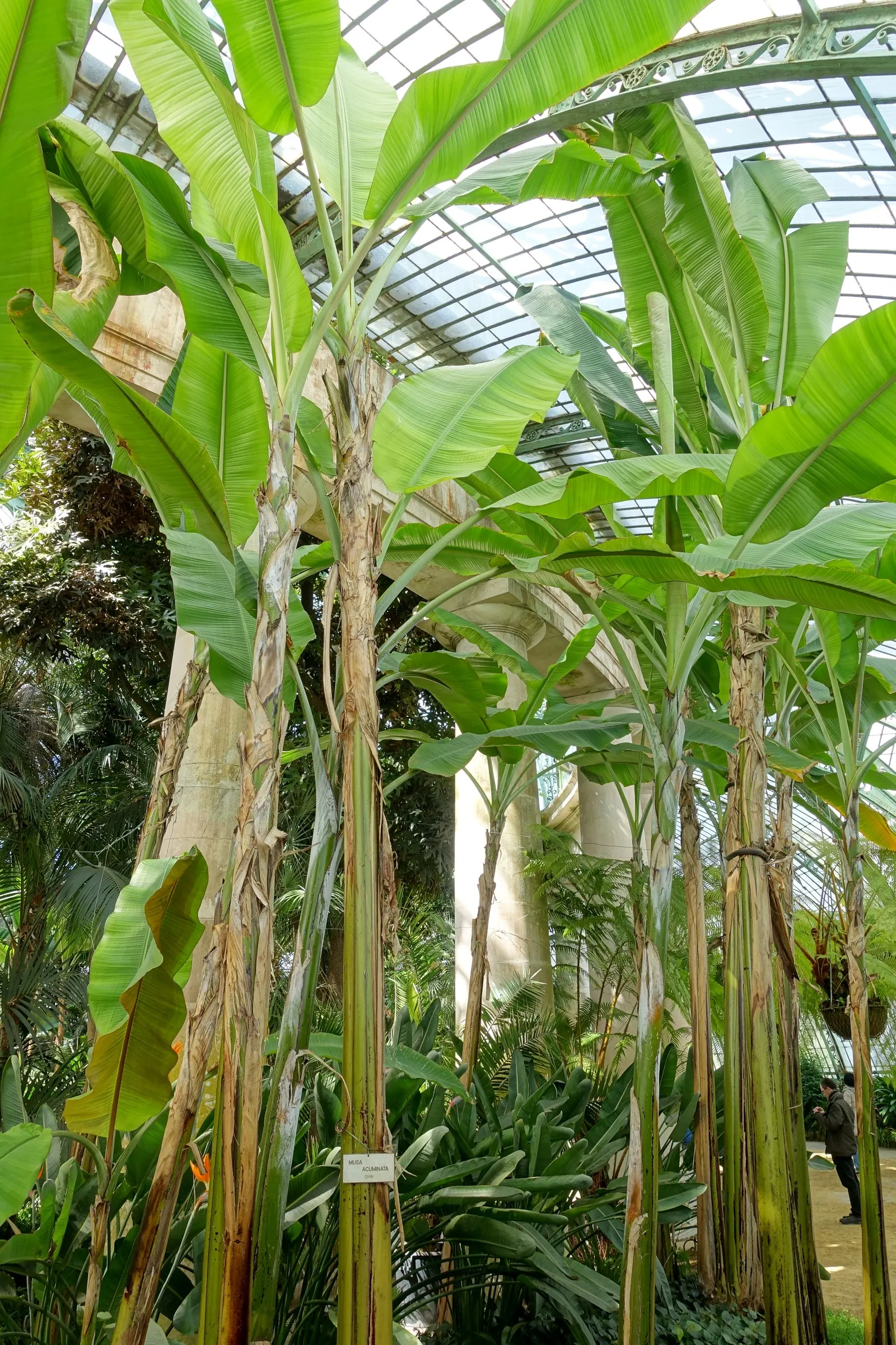Dwarf Cavendish Banana (Musa Acuminata 'Dwarf Cavendish') — This compact perennial is a tropical plant and is hardy in the USDA hardiness zones 9 through 11