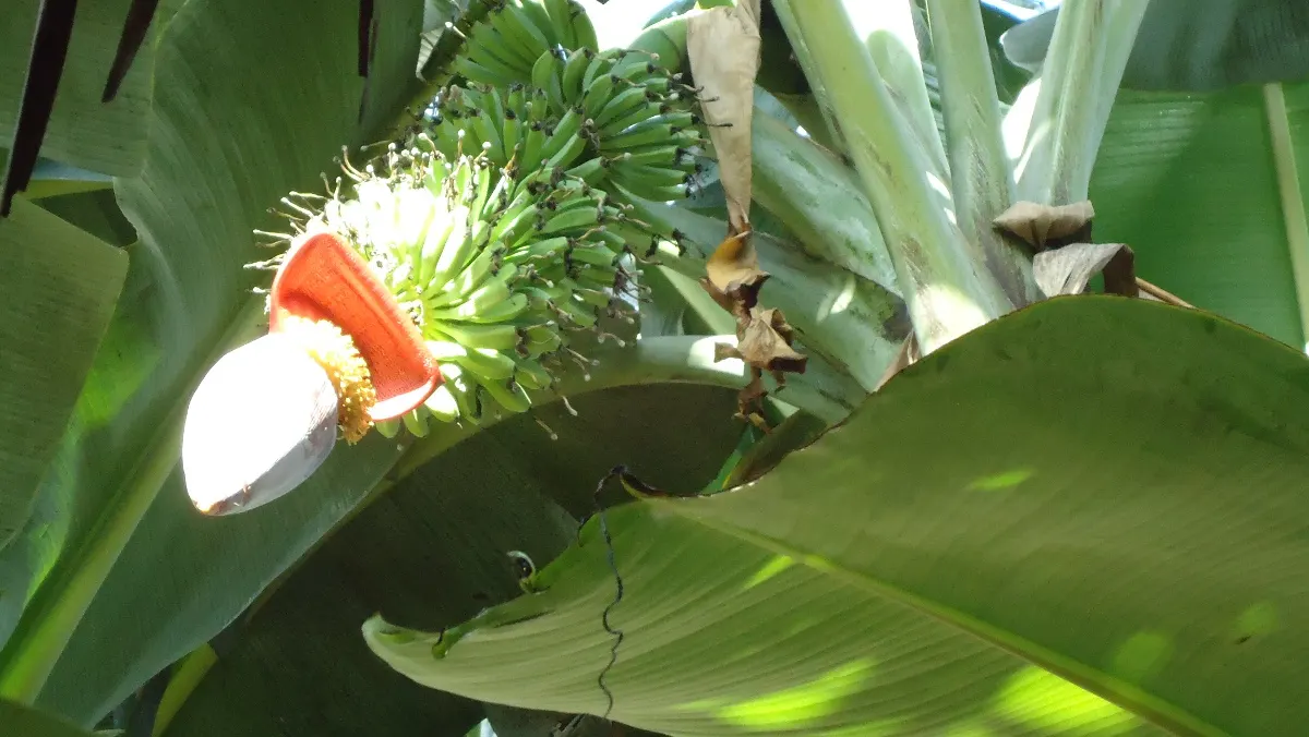 Dwarf Cavendish Banana (Musa Acuminata 'Dwarf Cavendish') — are sweet and fully edible; tropical vibe without the height of typical banana plants, image 74
