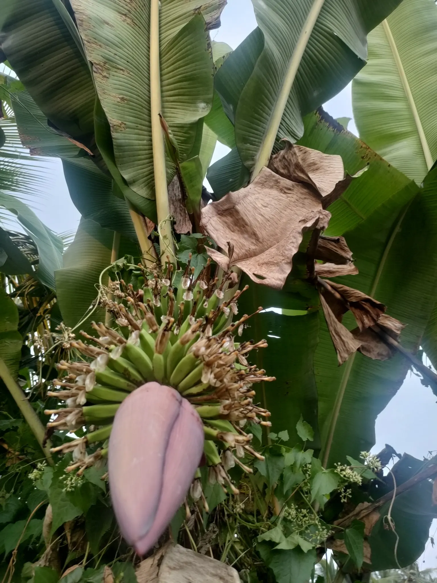 Dwarf Cavendish Banana (Musa Acuminata 'Dwarf Cavendish') — maintaining evenly moist soil (not wet) and providing a balanced fertilizer during the, image 52