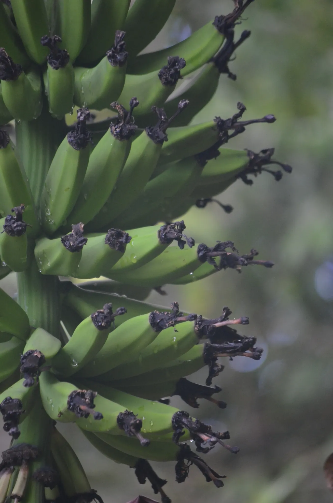 Dwarf Cavendish Banana (Musa Acuminata 'Dwarf Cavendish') — The Dwarf Cavendish Banana (Musa acuminata 'Dwarf Cavendish') is a compact tropical, image 85