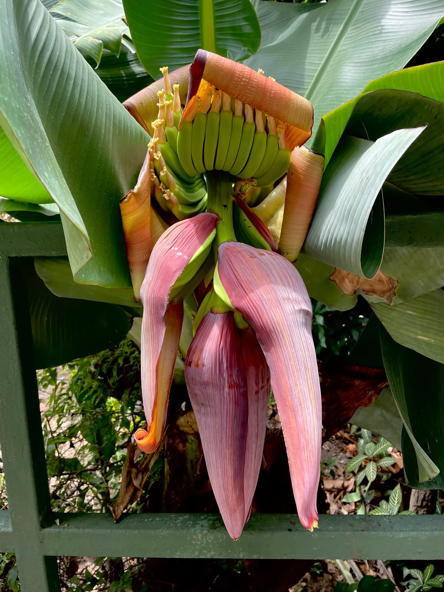 Dwarf Cavendish Banana (Musa Acuminata 'Dwarf Cavendish') — which can reach up to 20 feet.<br><br>The plant produces broad