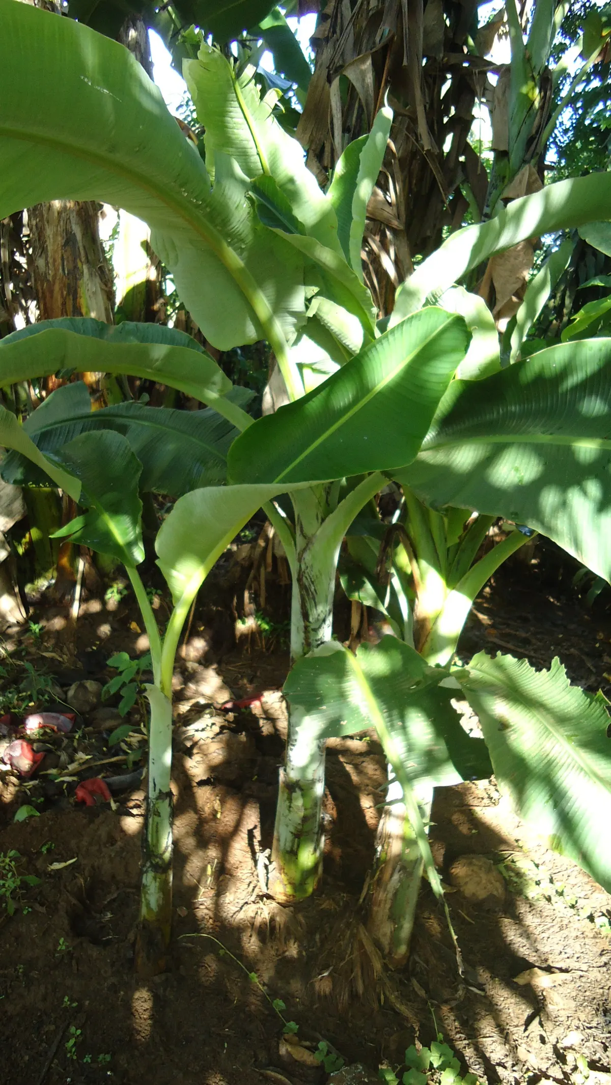 Dwarf Cavendish Banana (Musa Acuminata 'Dwarf Cavendish') — tropical vibe without the height of typical banana plants; are sweet and fully edible, image 95