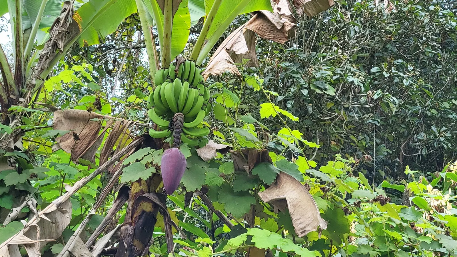 Dwarf Cavendish Banana (Musa Acuminata 'Dwarf Cavendish') — perennial for full or half; with its convenient size and appealing fruit, image 84