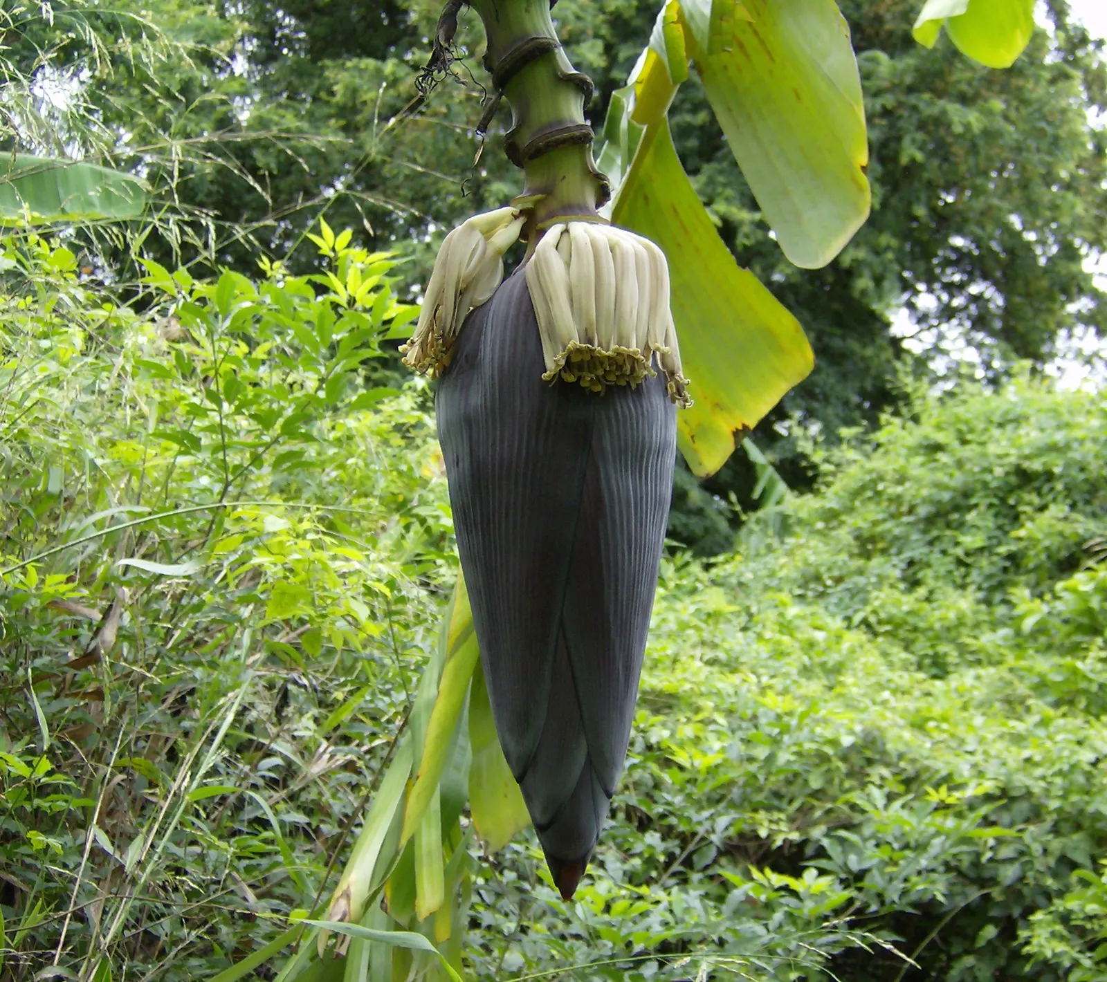 Dwarf Cavendish Banana (Musa Acuminata 'Dwarf Cavendish') — which can reach up to 20 feet.<br><br>The plant produces broad; with its convenient, image 96