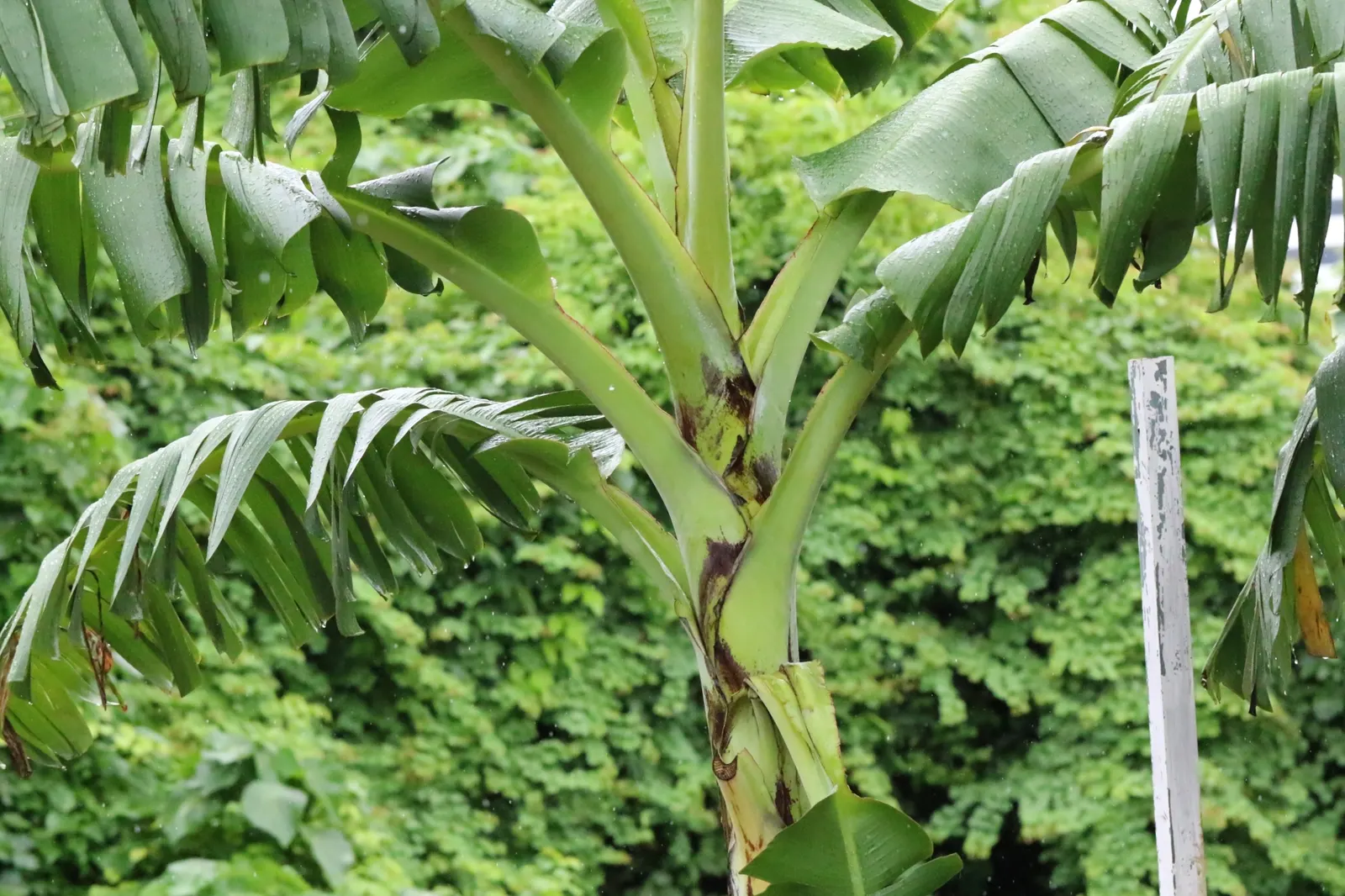 Dwarf Cavendish Banana (Musa Acuminata 'Dwarf Cavendish') — reaching 6-10 feet in height; tropical vibe without the height of typical banana plants, image 86