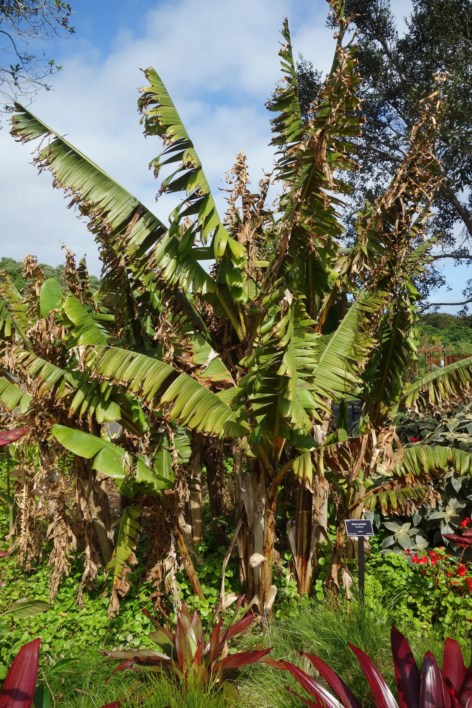 Dwarf Cavendish Banana (Musa Acuminata 'Dwarf Cavendish') — With a mature height ranging from 6 to 8 feet and a spread of 2 to 4 feet; this variety, image 93