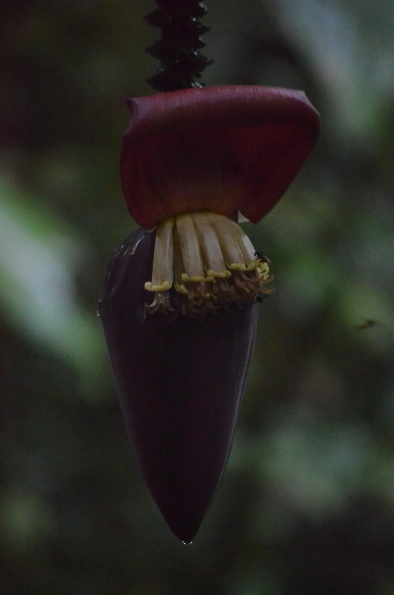 Dwarf Cavendish Banana (Musa Acuminata 'Dwarf Cavendish') — Hardy in USDA zones 10-11, it requires protection or indoor overwintering in cooler, image 89