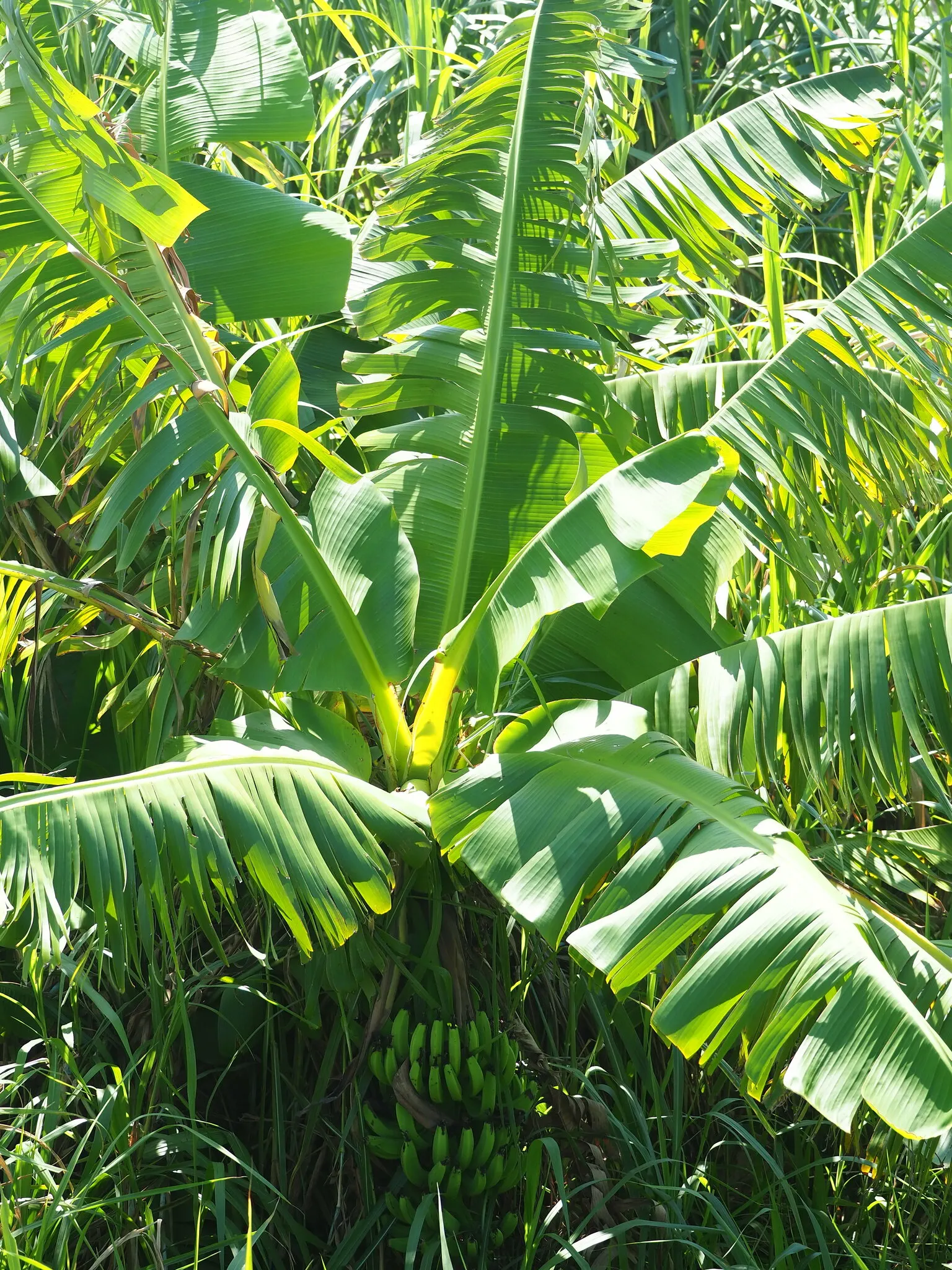 Dwarf Cavendish Banana (Musa Acuminata 'Dwarf Cavendish') — perennial with yellow blooms; are sweet and fully edible, image 83