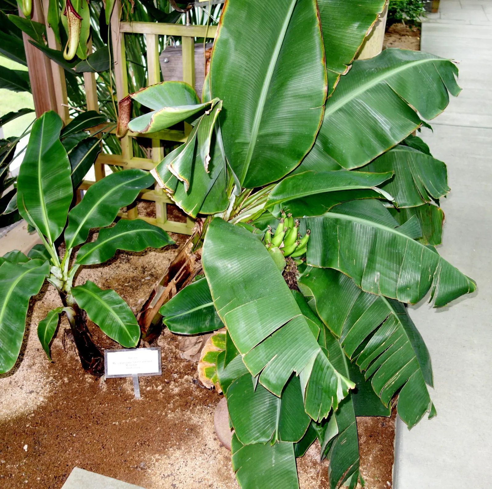Dwarf Cavendish Banana (Musa Acuminata 'Dwarf Cavendish') — this banana variety is well-suited for smaller gardens or as a container-grown specimen