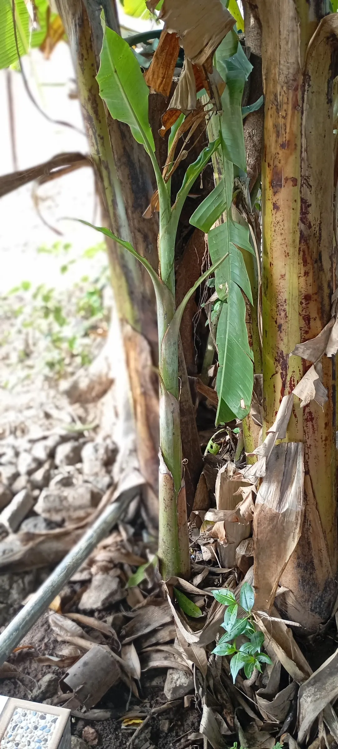 Dwarf Cavendish Banana (Musa Acuminata 'Dwarf Cavendish') — purple flower spike that gradually unfurls yellow flowers