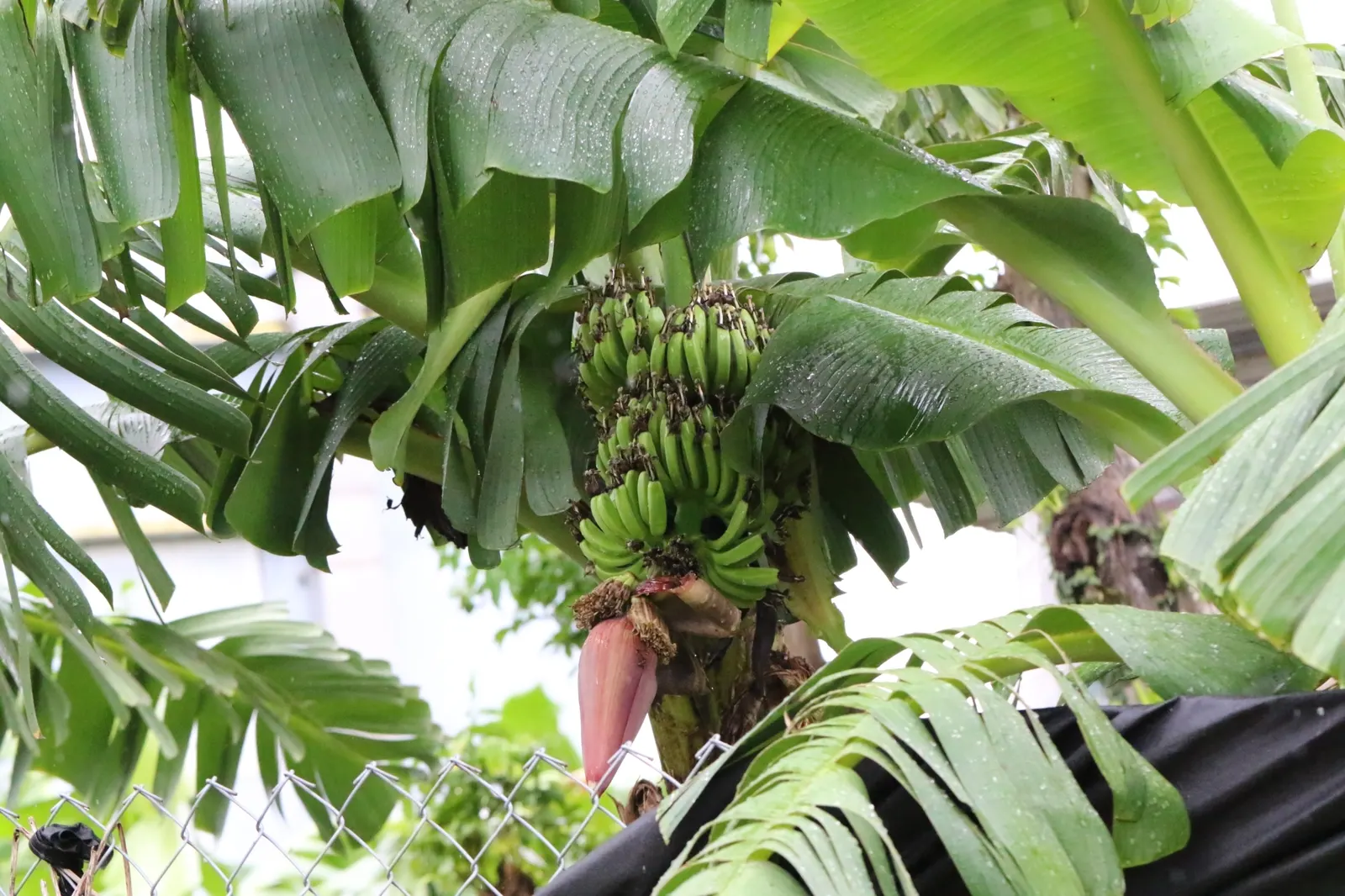 Dwarf Cavendish Banana (Musa Acuminata 'Dwarf Cavendish') — yellow flowers in the garden; tropical vibe without the height of typical banana plants, image 82