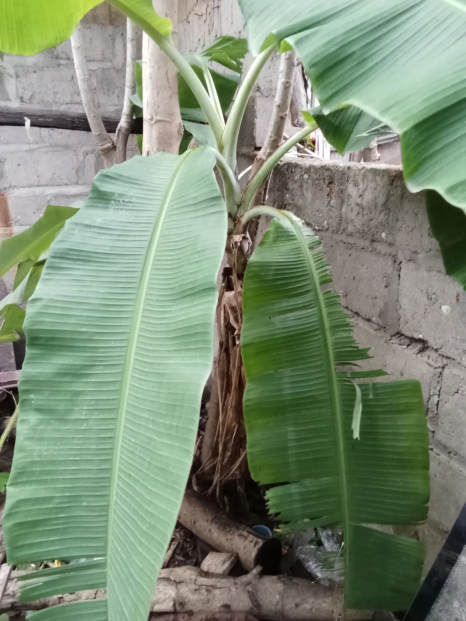 Dwarf Cavendish Banana (Musa Acuminata 'Dwarf Cavendish') — With its convenient size and appealing fruit; this variety produces sweet, edible, image 81