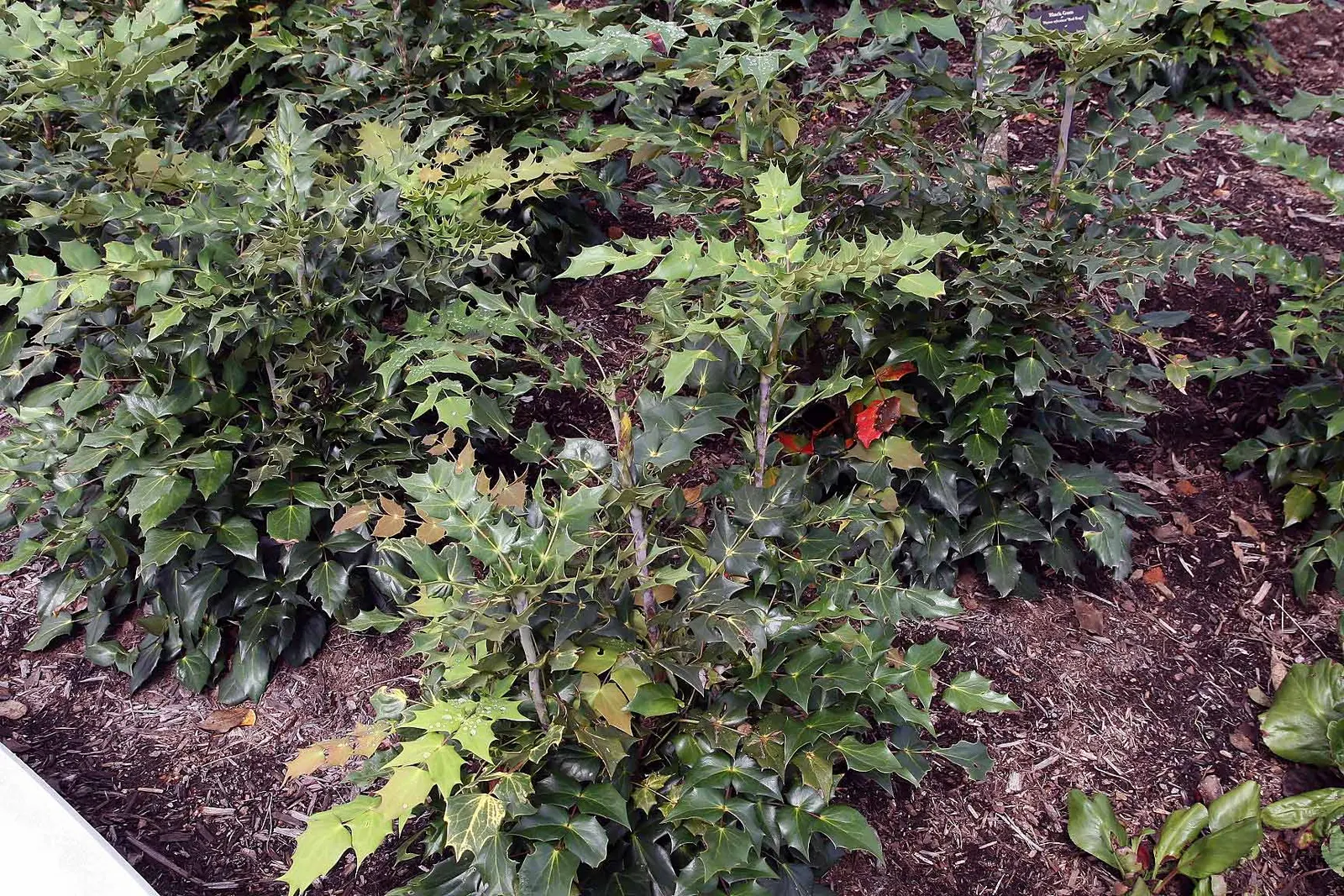 Beale's Barberry (Mahonia Japonica 'Bealei') — Beale's Barberry (Mahonia japonica 'Bealei') is an evergreen shrub that features leathery