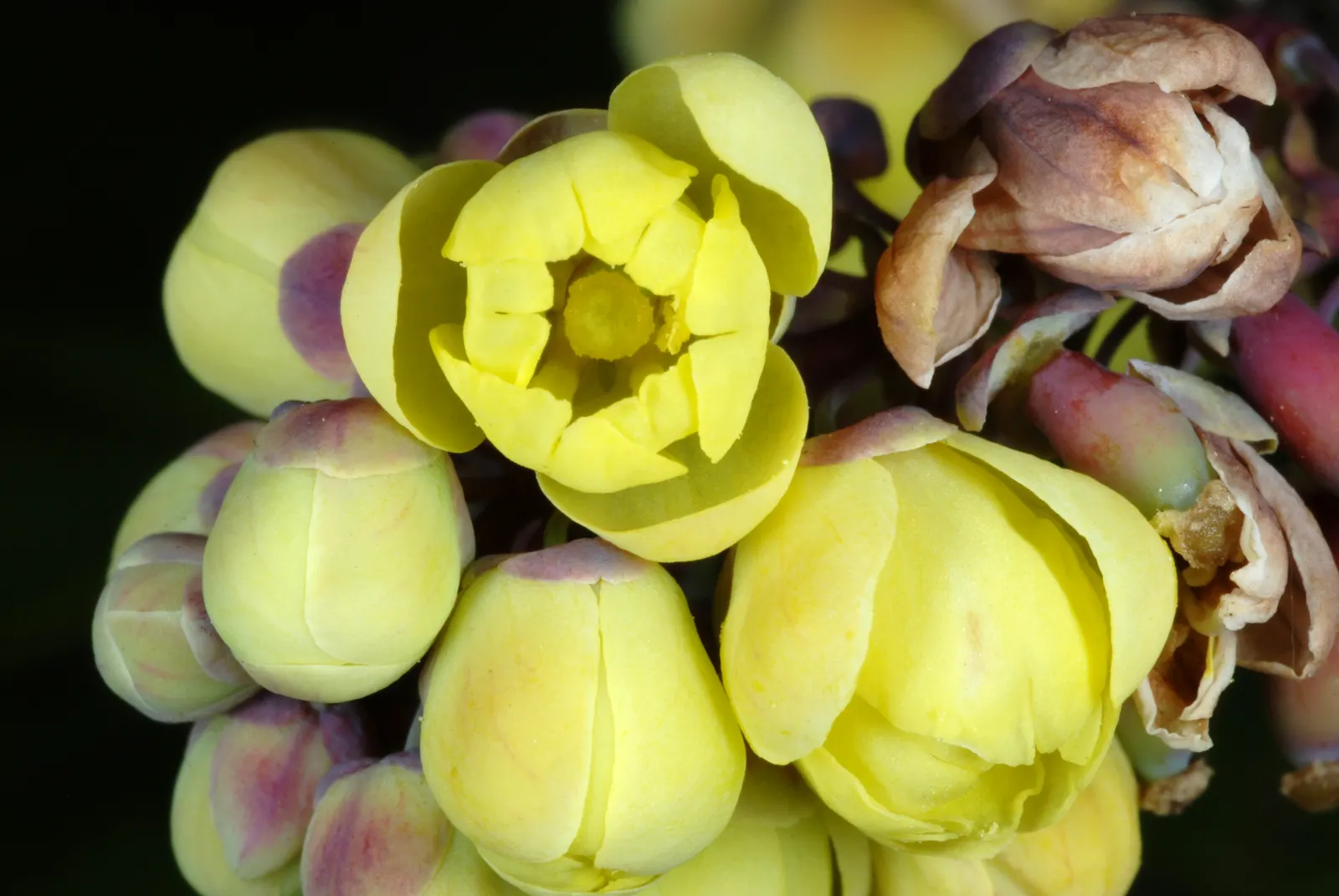 Beale's Barberry (Mahonia Japonica 'Bealei') — Beale's Barberry (Mahonia japonica 'Bealei') is an evergreen shrub that features leathery; in late, image 57