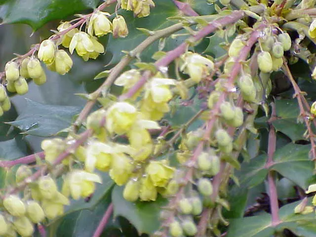 Beale's Barberry (Mahonia Japonica 'Bealei') — yellow flowers in the garden