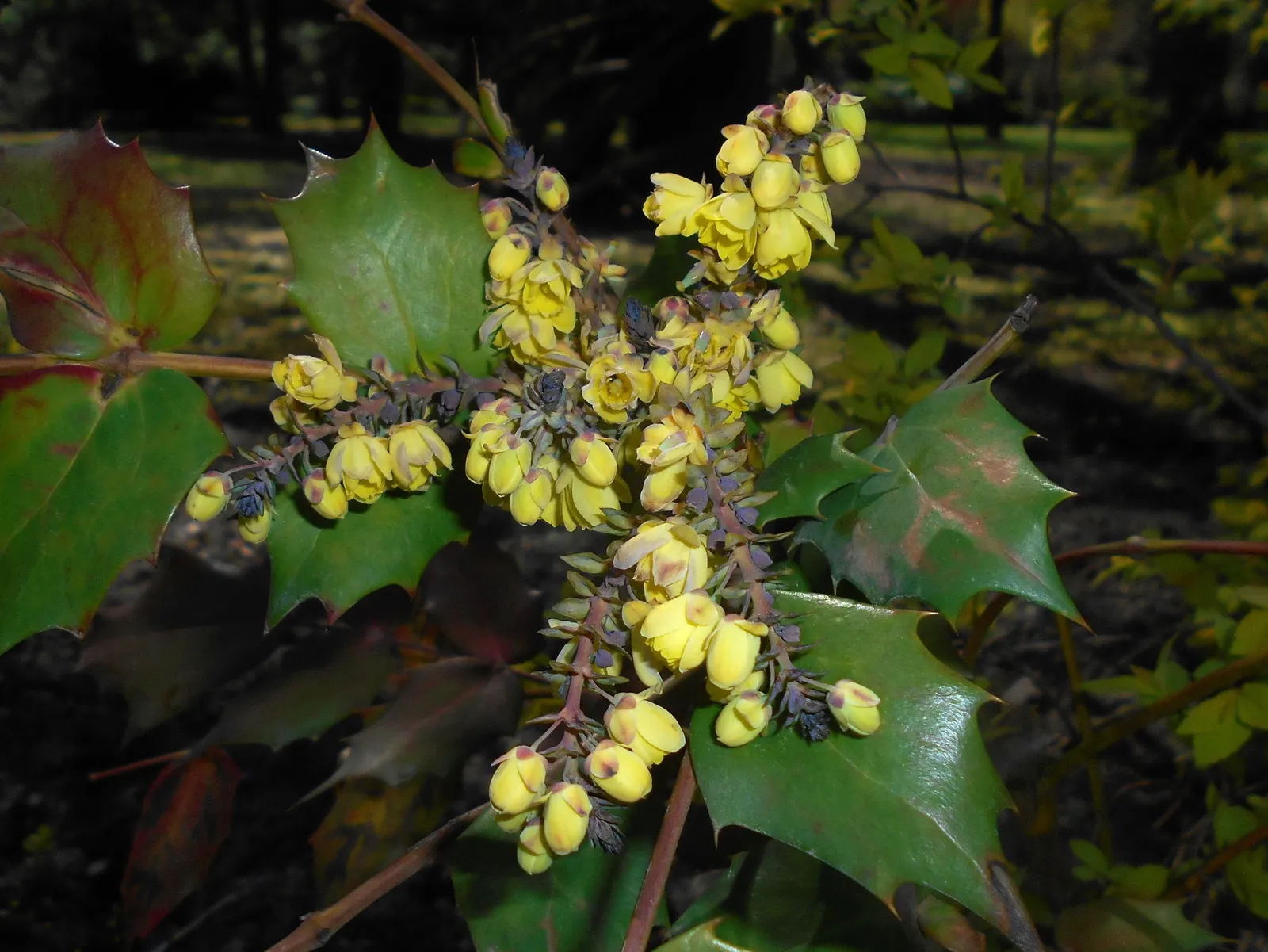 Beale's Barberry (Mahonia Japonica 'Bealei') — Prefers partial shade and well-drained soil; in late winter to early spring, it boasts fragrant, yellow flowers