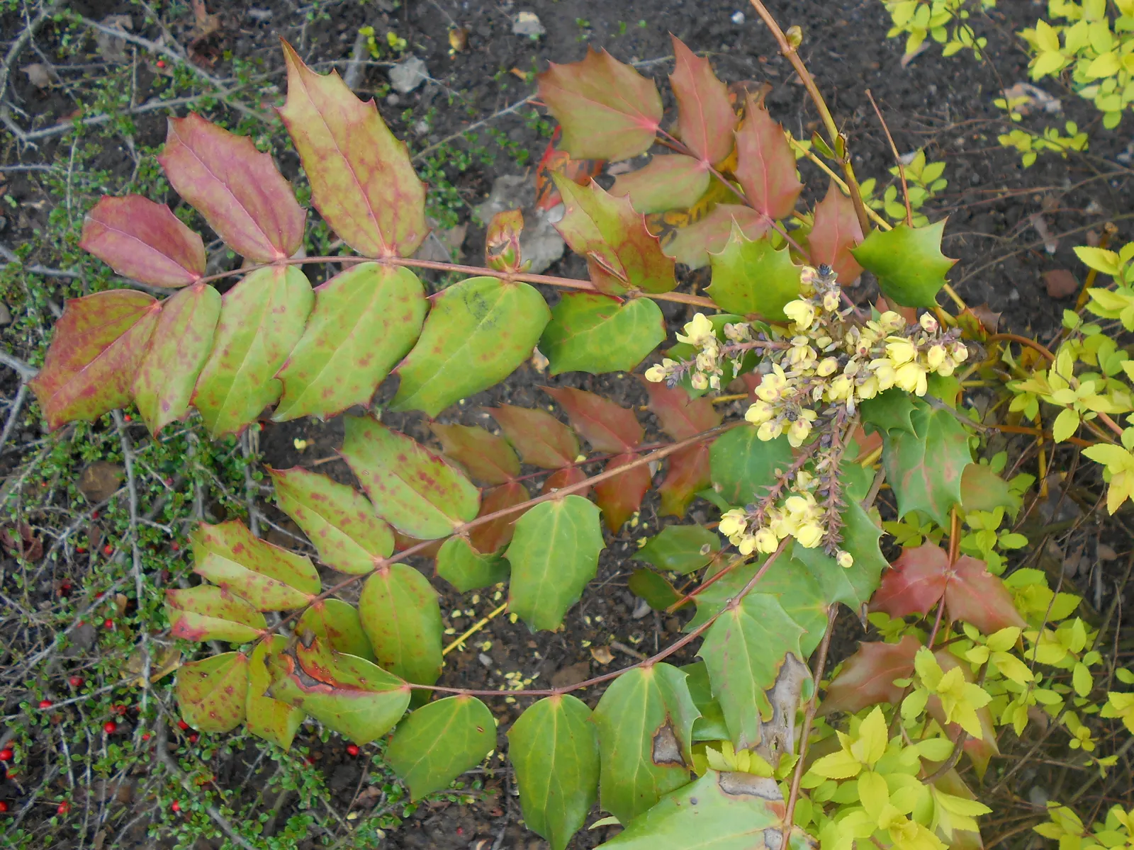 Beale's Barberry (Mahonia Japonica 'Bealei') — with bright yellow flower spikes that emit a pleasant; or as an understory plant in woodland gardens