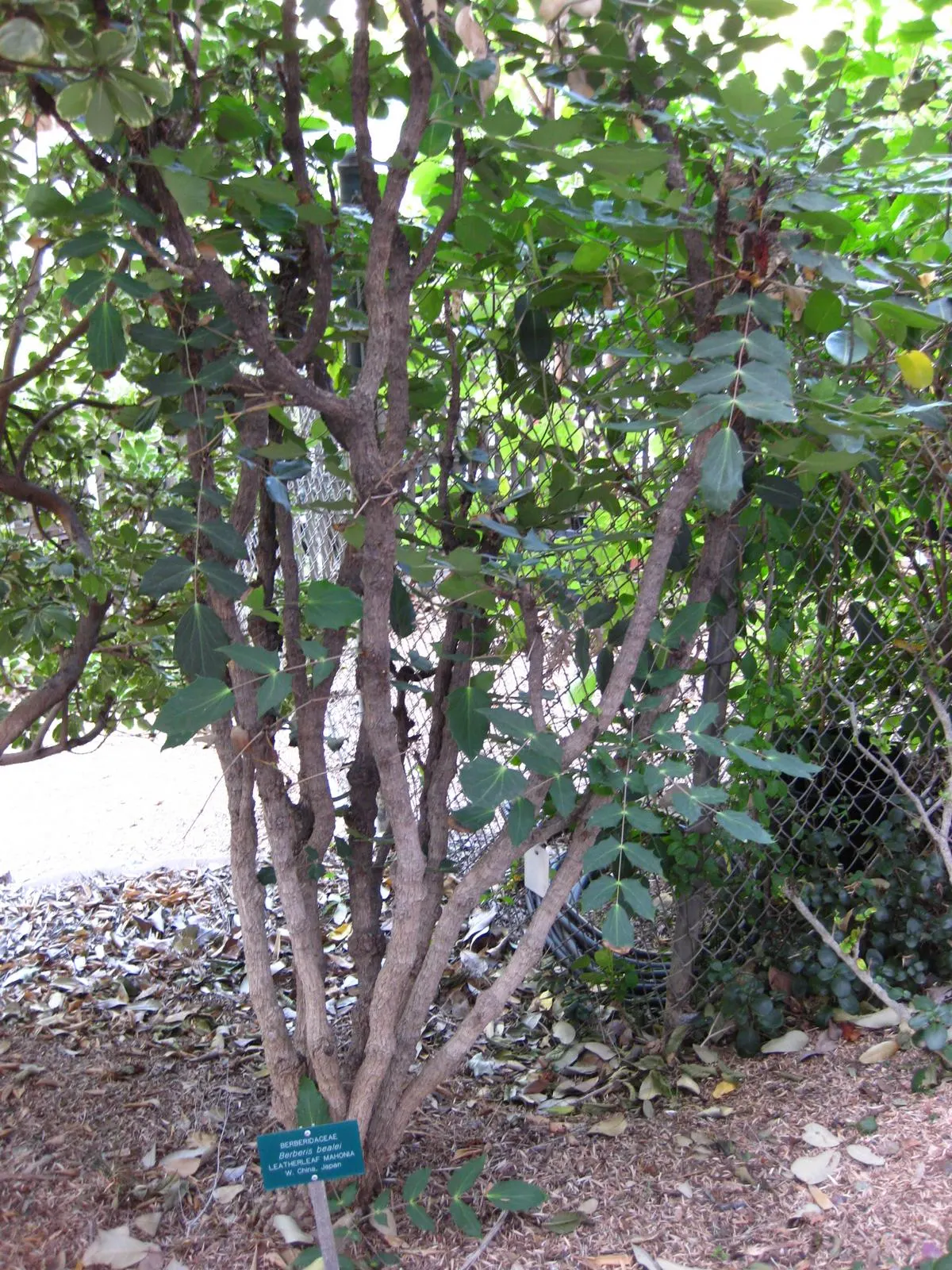 Beale's Barberry (Mahonia Japonica 'Bealei') — In late winter to early spring, it boasts fragrant, yellow flowers, followed by blue-black berries; or as an