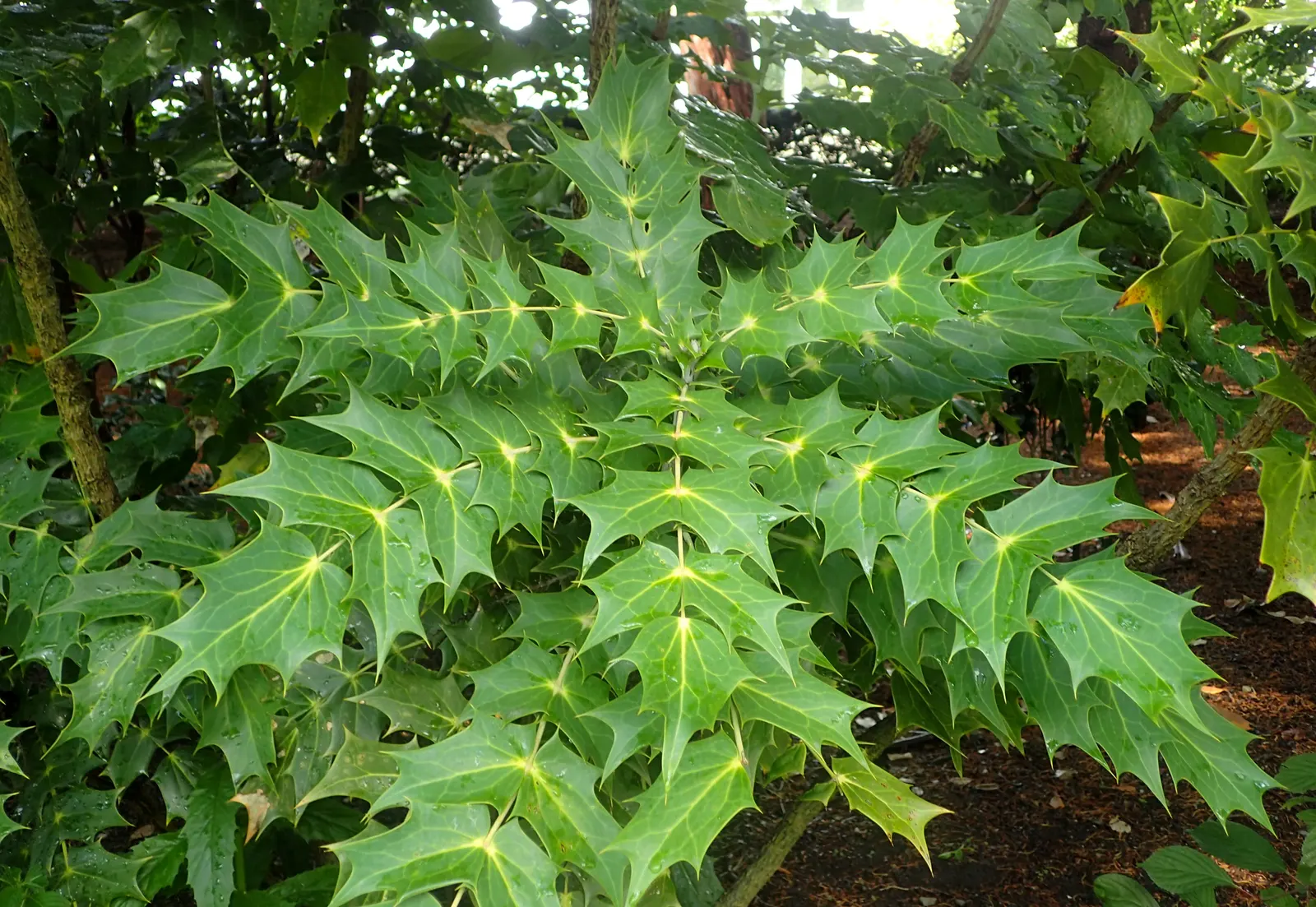 Beale's Barberry (Mahonia Japonica 'Bealei') — Adds year-round interest with its textured foliage and seasonal blooms; mahonia 'Bealei' performs best in