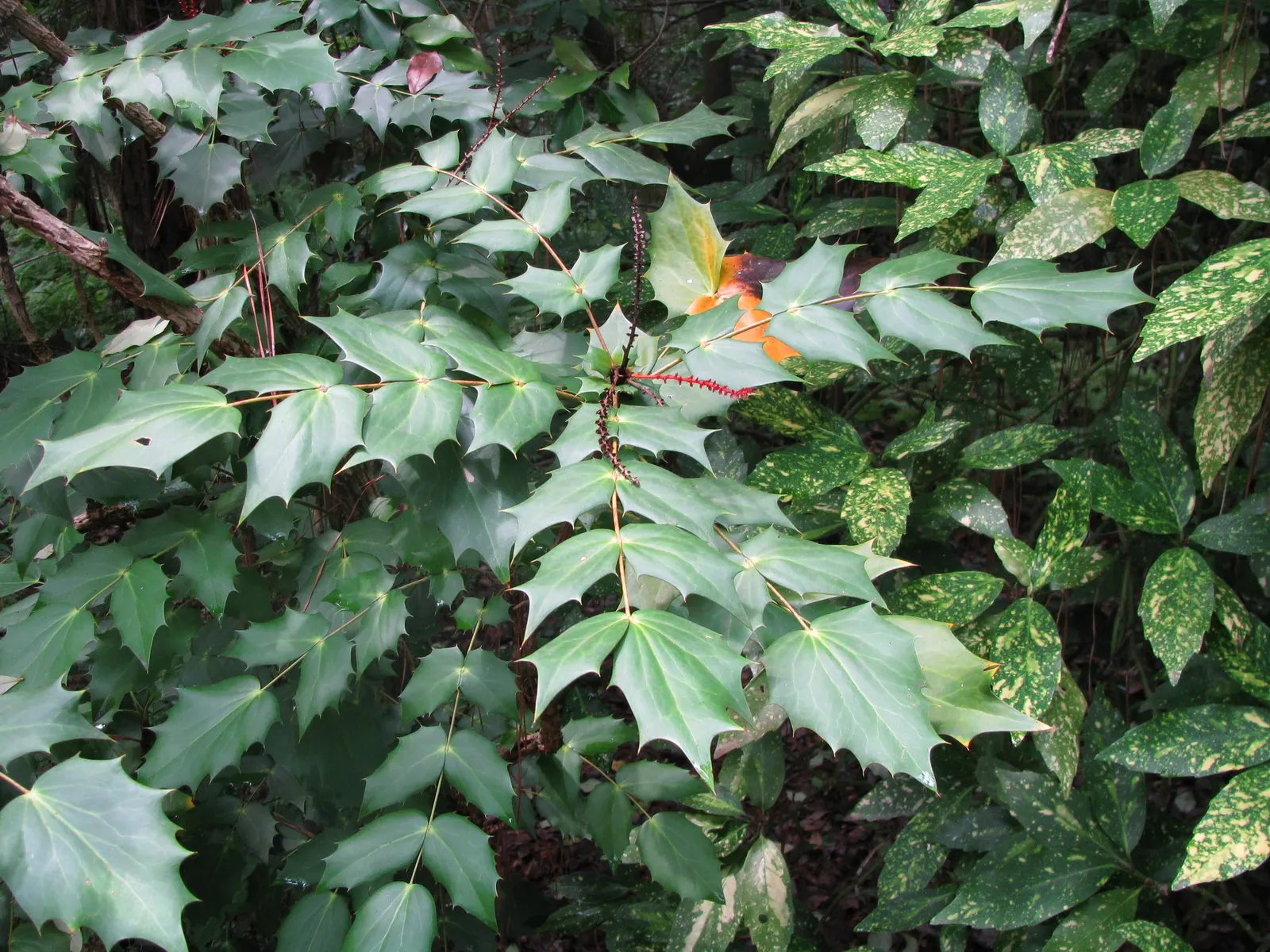Beale's Barberry (Mahonia Japonica 'Bealei') — cherished in landscape design for its year-round interest and robust character