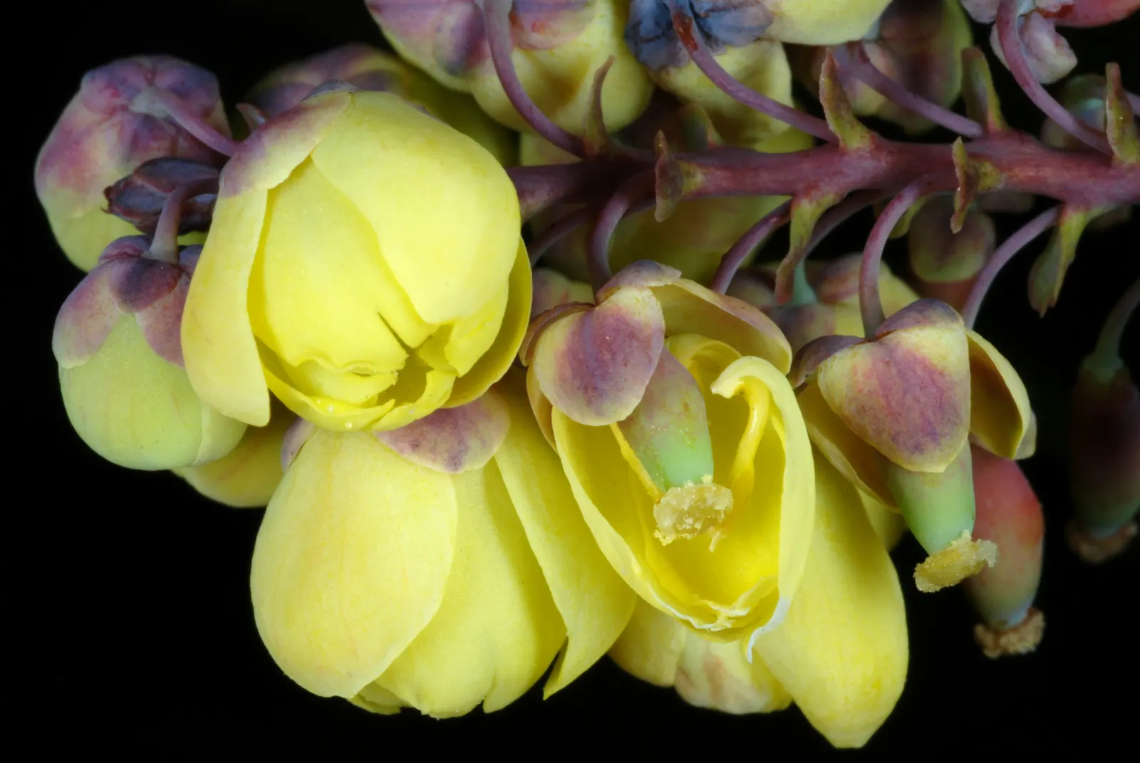 Beale's Barberry (Mahonia Japonica 'Bealei') — pinnate leaves with 5-9 holly-like leaflets