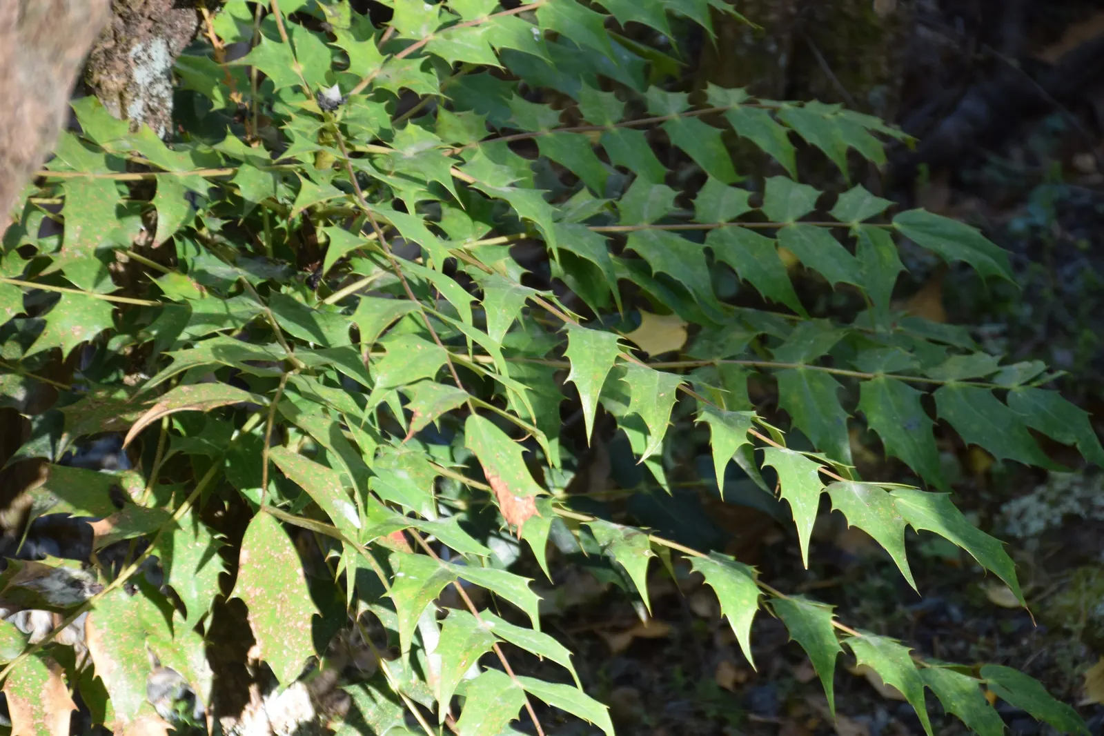 Beale's Barberry (Mahonia Japonica 'Bealei') — rounded shape and to encourage vigorous growth.<br><br>When incorporating Beale's Barberry into the garden