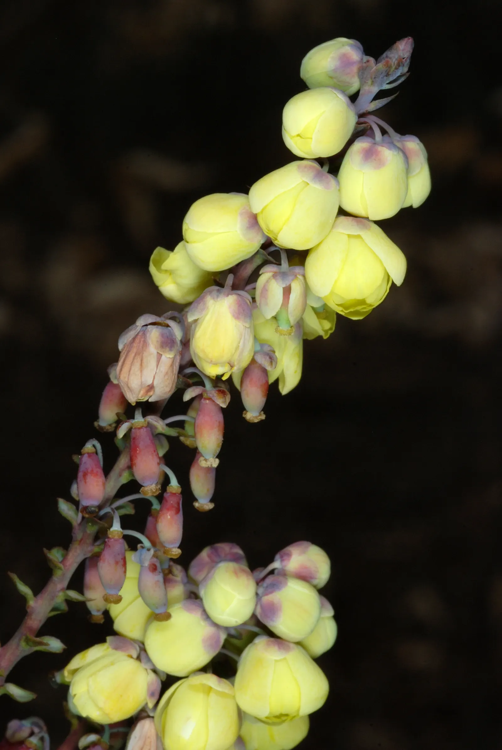 Beale's Barberry (Mahonia Japonica 'Bealei') — yellow flowers in the garden; its intricate compound leaves